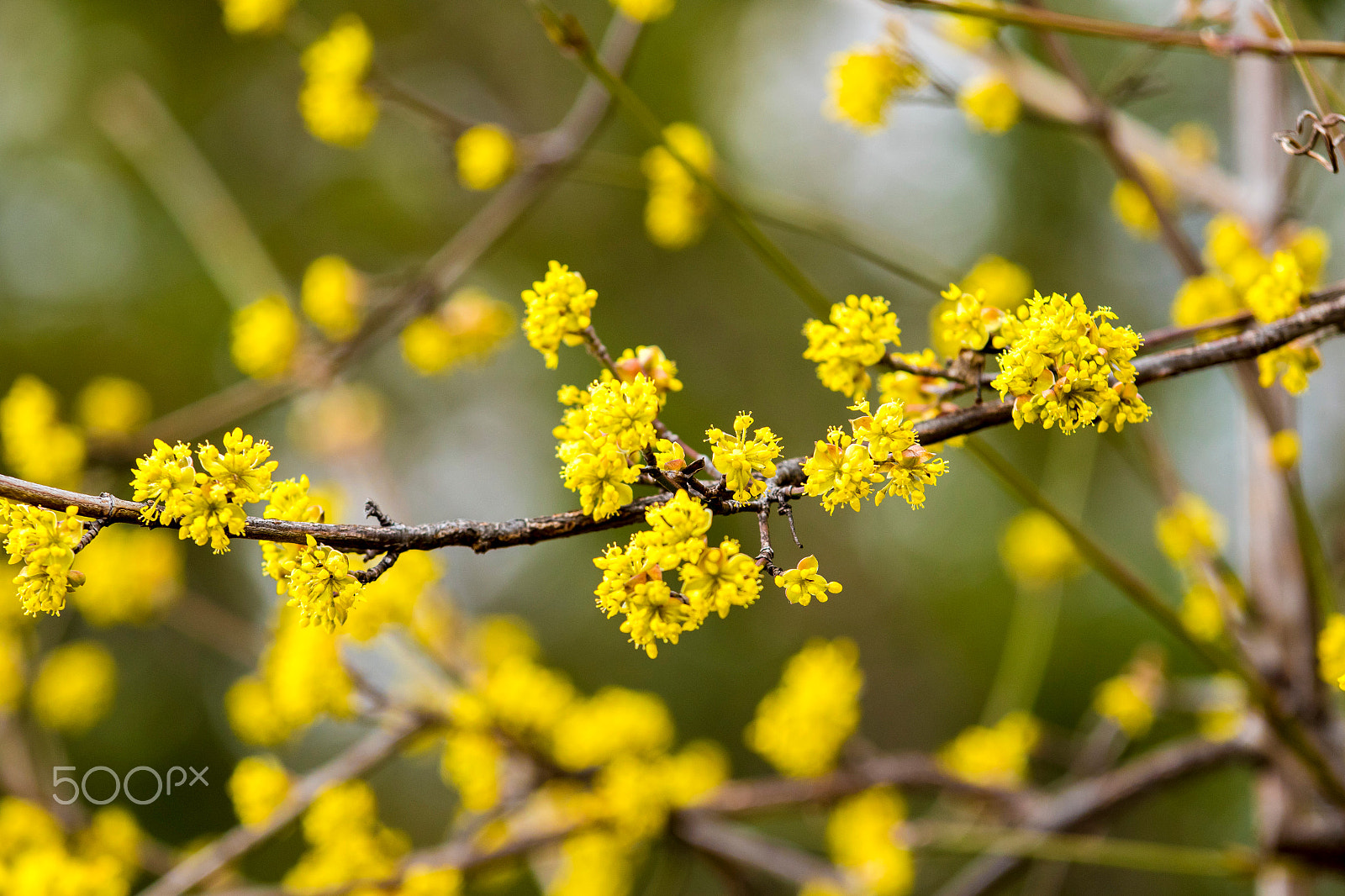 Canon EF 70-200mm F4L IS USM sample photo. Spring time photography