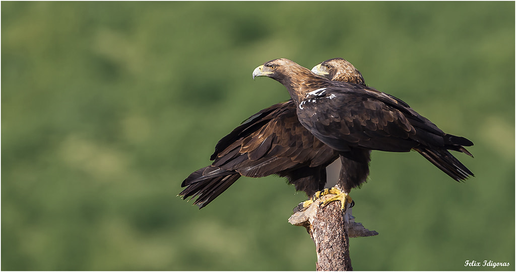 Canon EOS-1D X + Canon EF 500mm F4L IS USM sample photo. Imperiales photography