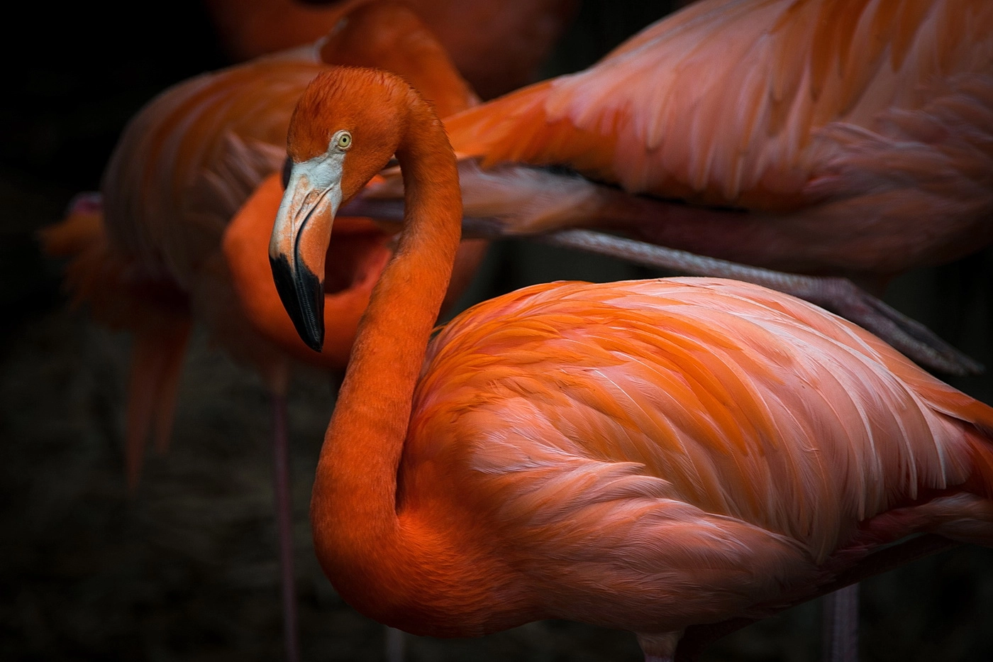 Nikon D500 sample photo. Flamingo photography