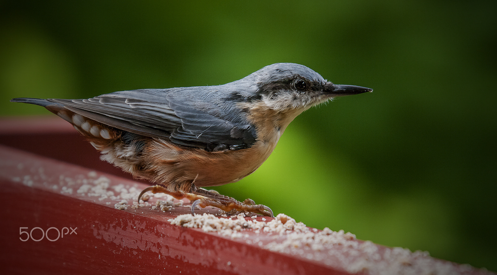 Pentax K20D + Sigma sample photo. Nuthatch, barend, d&g, scotland. july 2016 photography