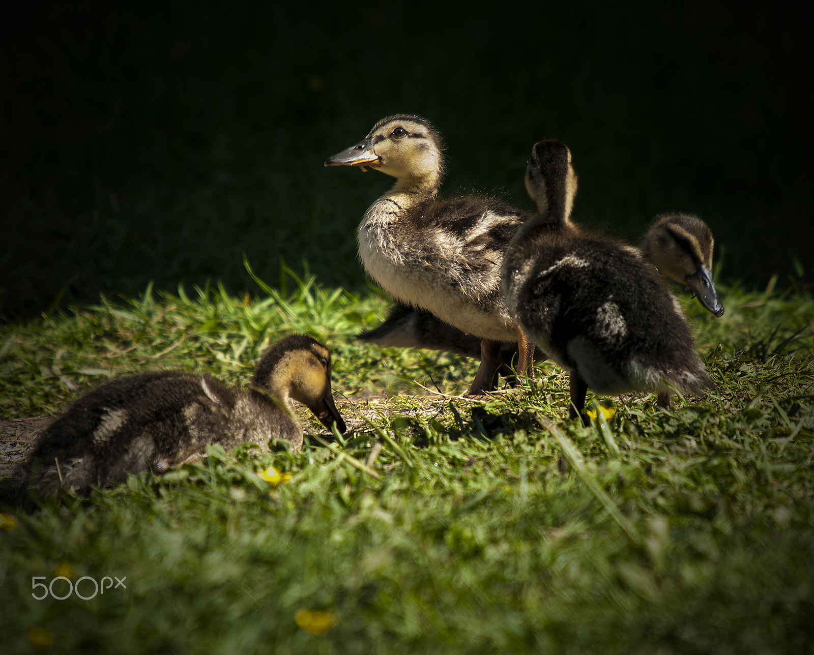 Pentax K20D sample photo. No defining edges, lochwinnoch, scotland  may 2016 photography