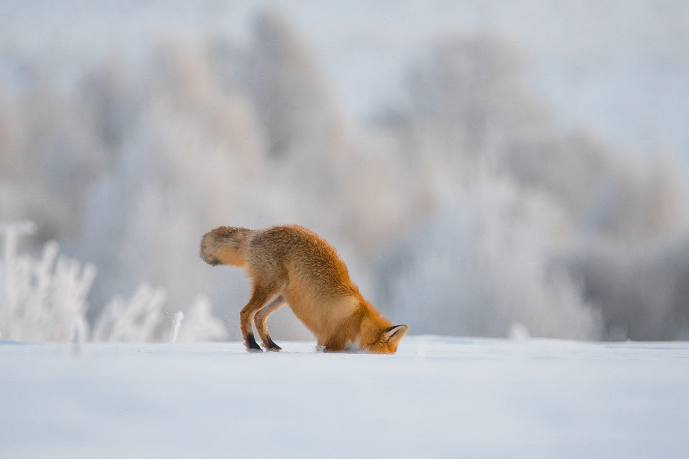 Nikon D500 sample photo. What's under the snow photography