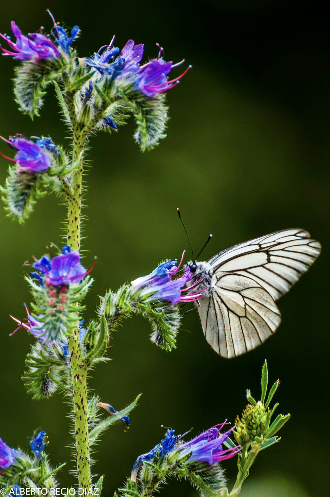 Tamron SP 70-300mm F4-5.6 Di VC USD sample photo. La mariposa y la viborera photography