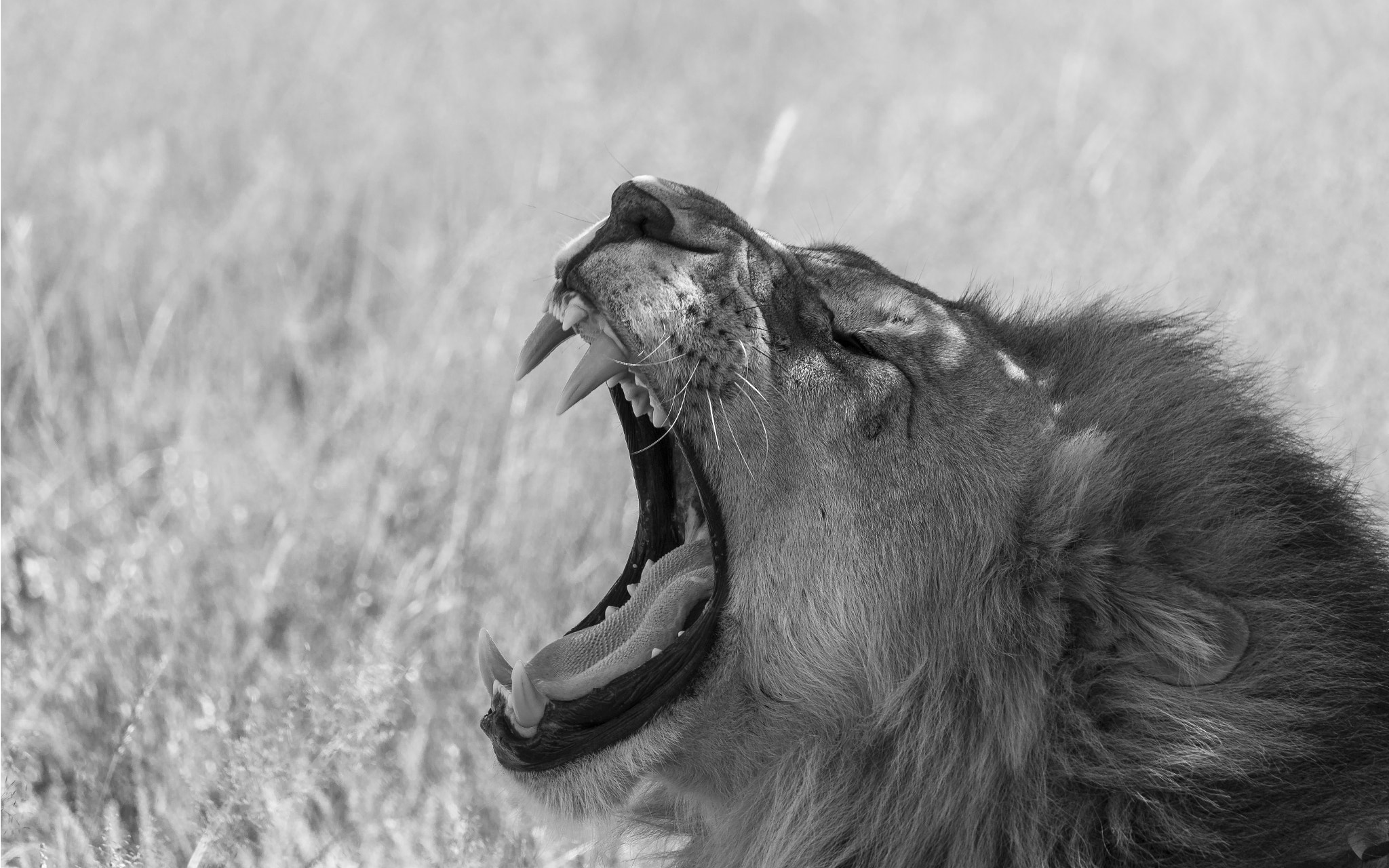 Canon EF-S 55-250mm F4-5.6 IS STM sample photo. Lion photography