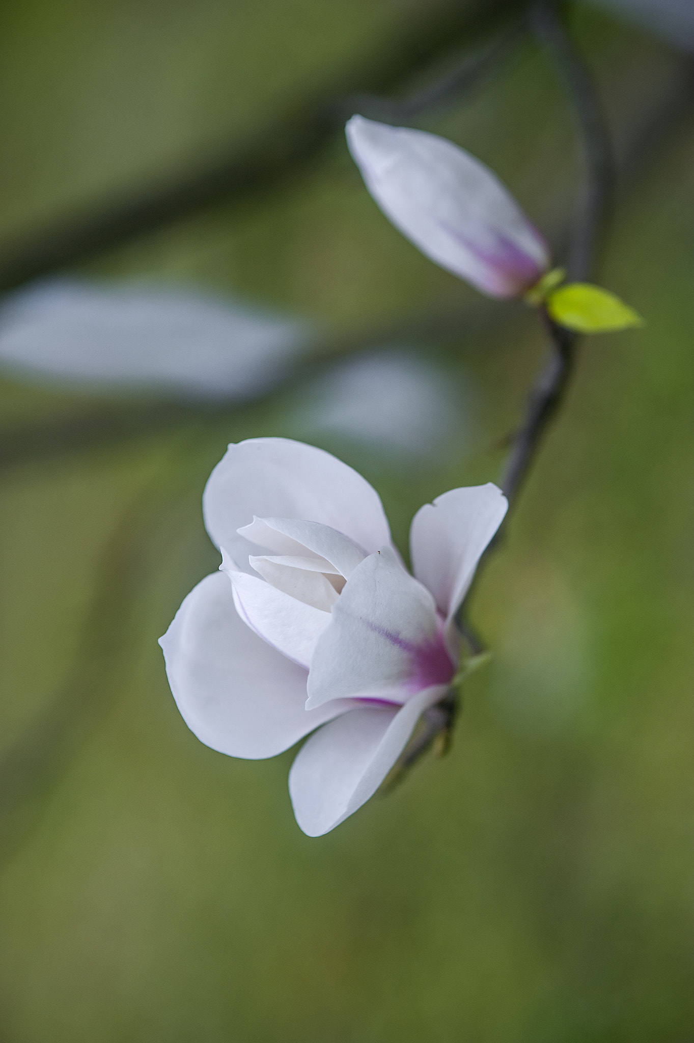 Nikon AF-S Micro-Nikkor 105mm F2.8G IF-ED VR sample photo