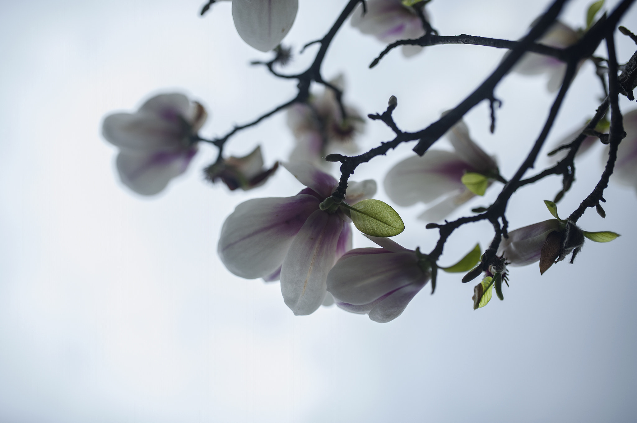 Nikon D700 + Sigma 35mm F1.4 DG HSM Art sample photo