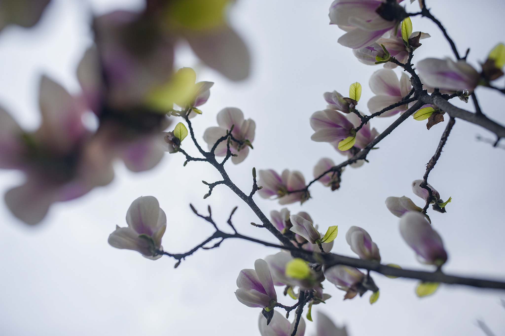 Nikon D700 + Sigma 35mm F1.4 DG HSM Art sample photo