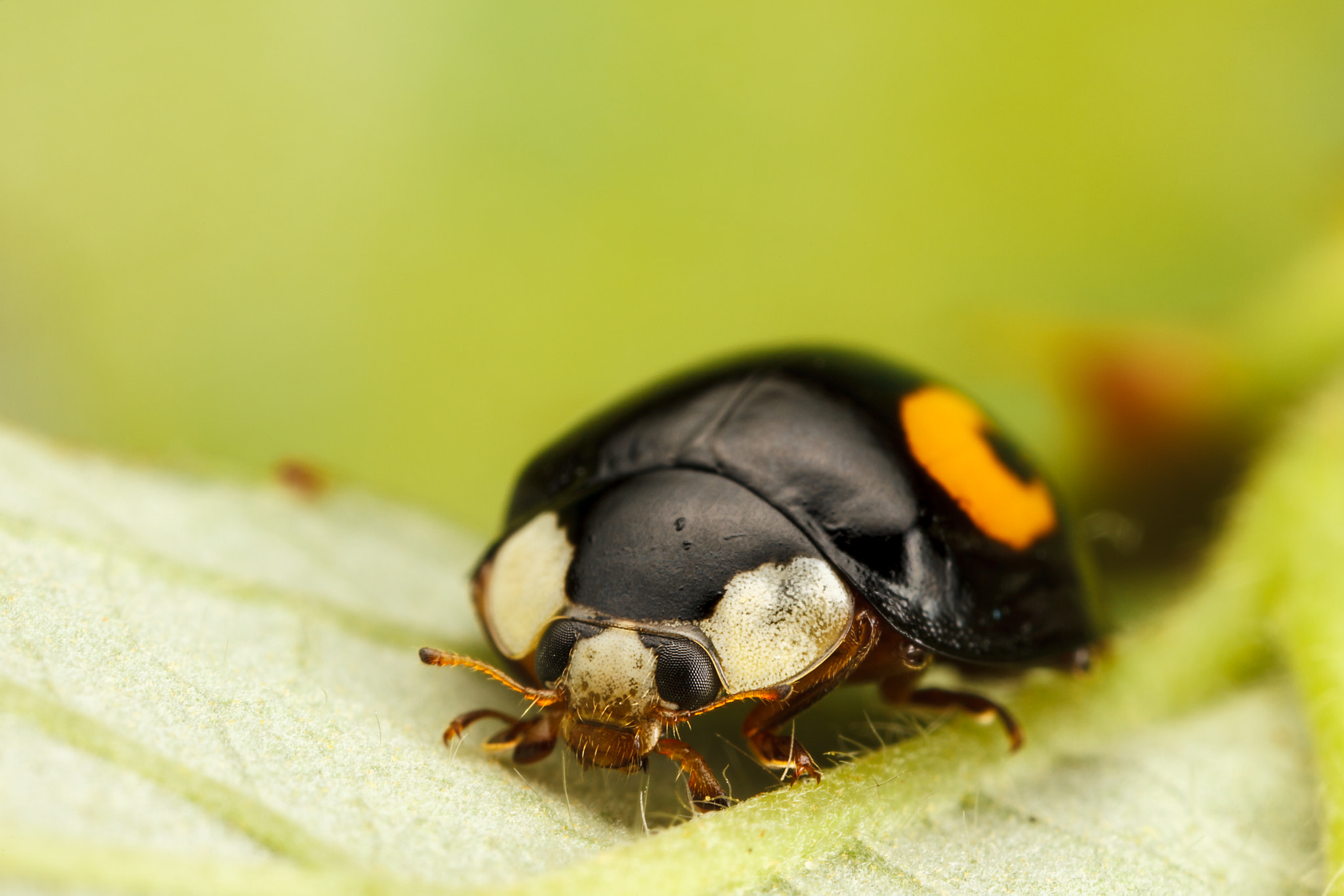 Canon EOS 5D Mark II sample photo. Harlequin ladybird photography