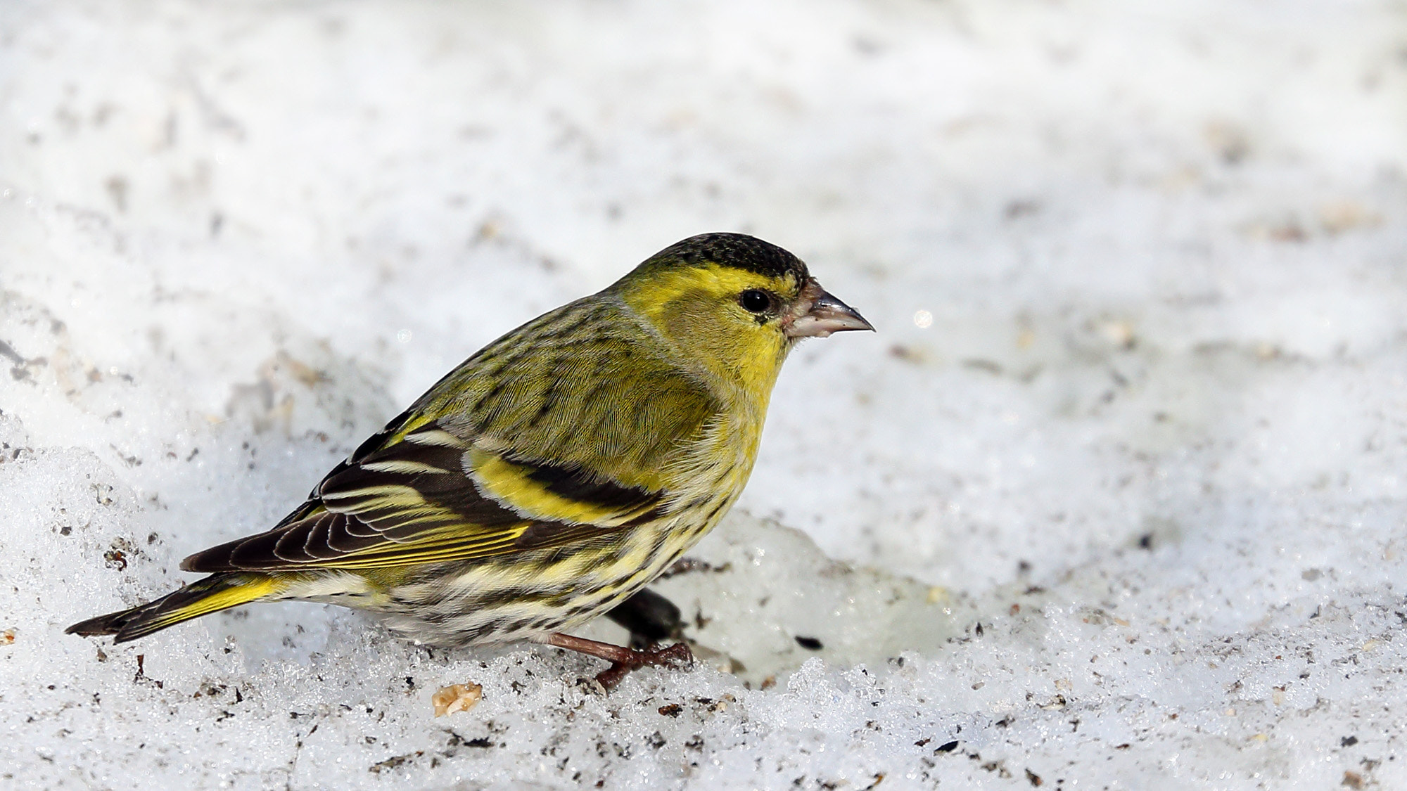Canon EF 70-300mm F4-5.6L IS USM sample photo. Eurasian siskin photography