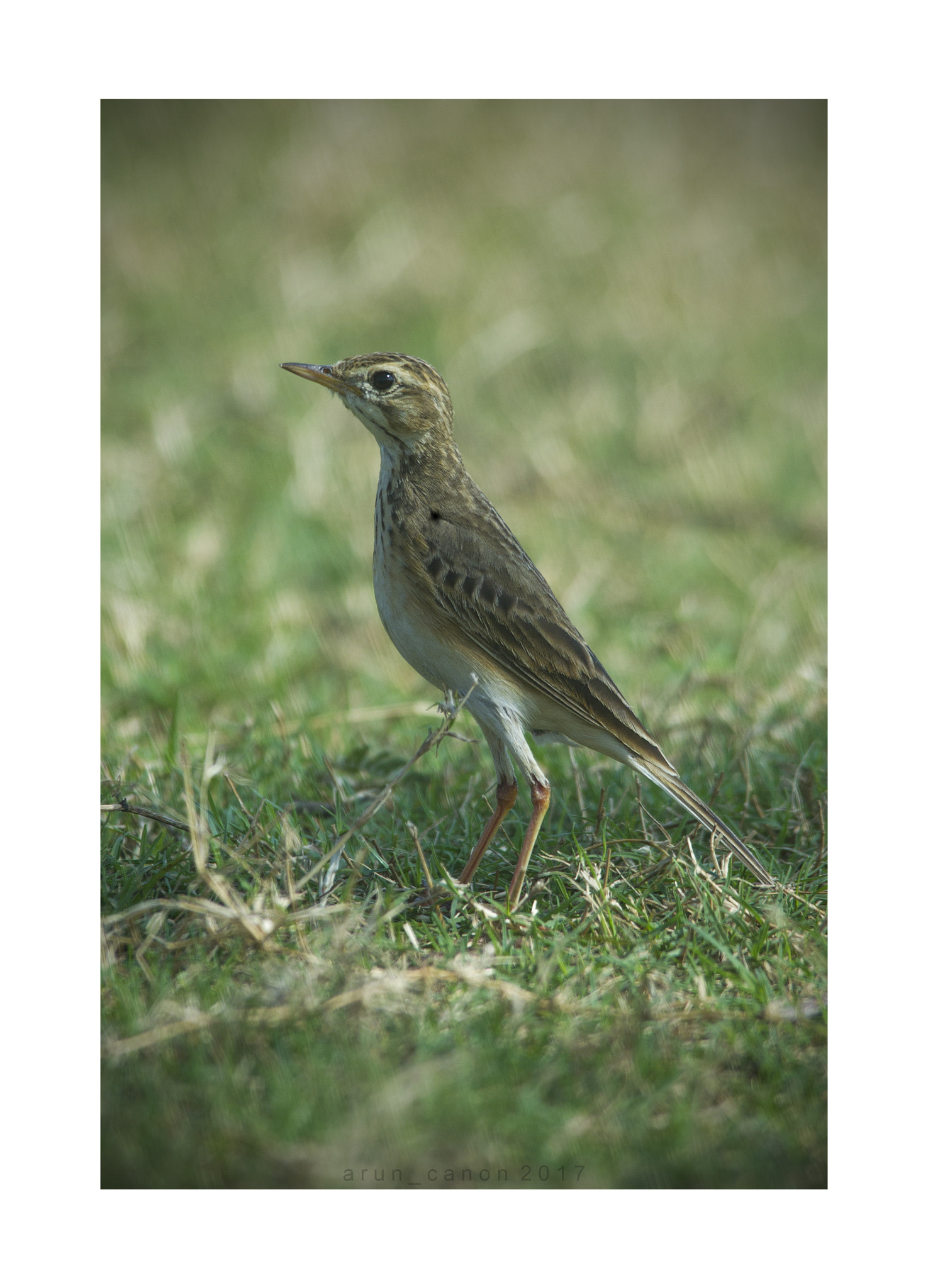 Sigma 150-500mm F5-6.3 DG OS HSM sample photo