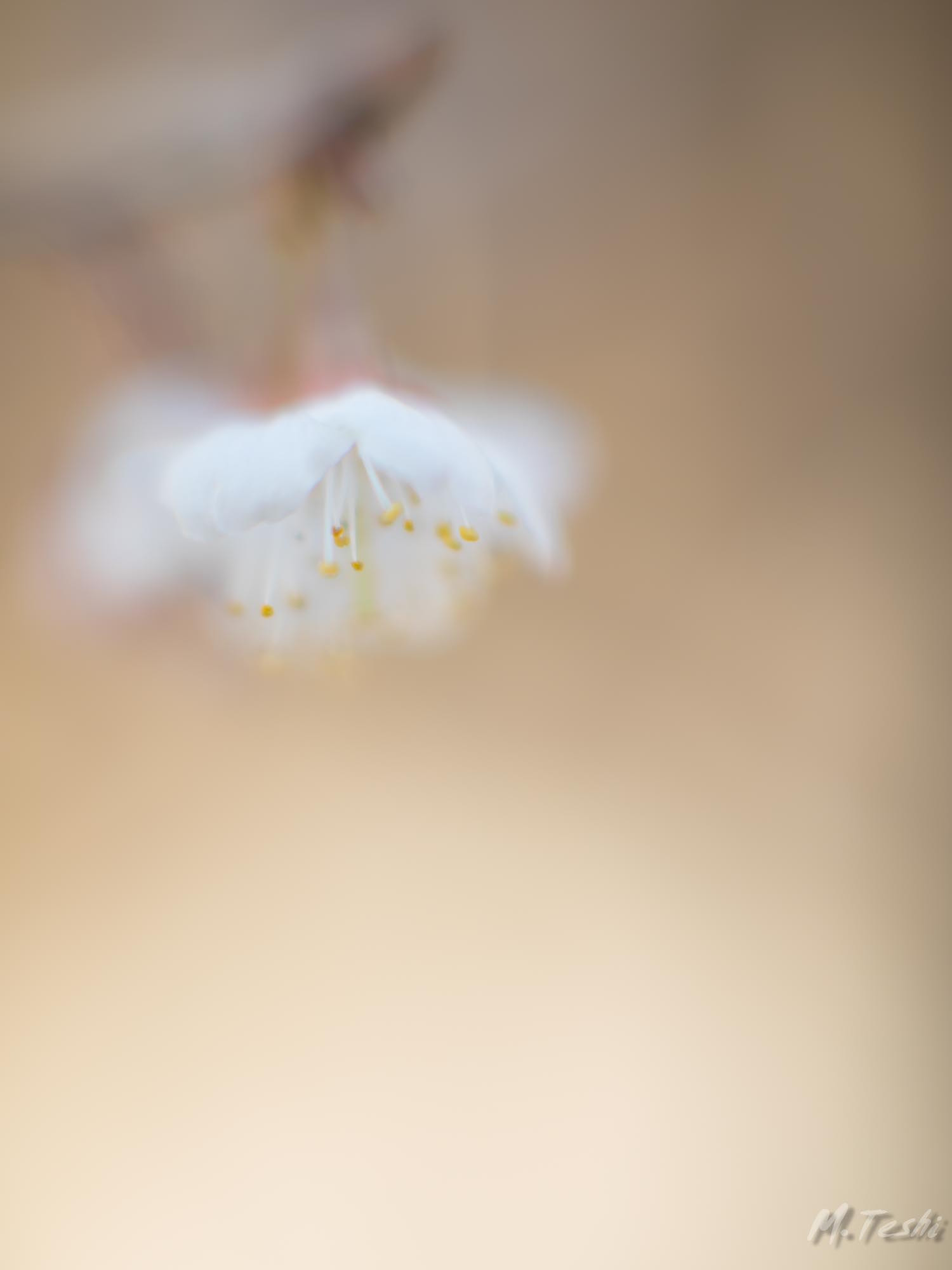 Canon EF 85mm F1.2L II USM sample photo. Cherry blossoms 2017-1 photography