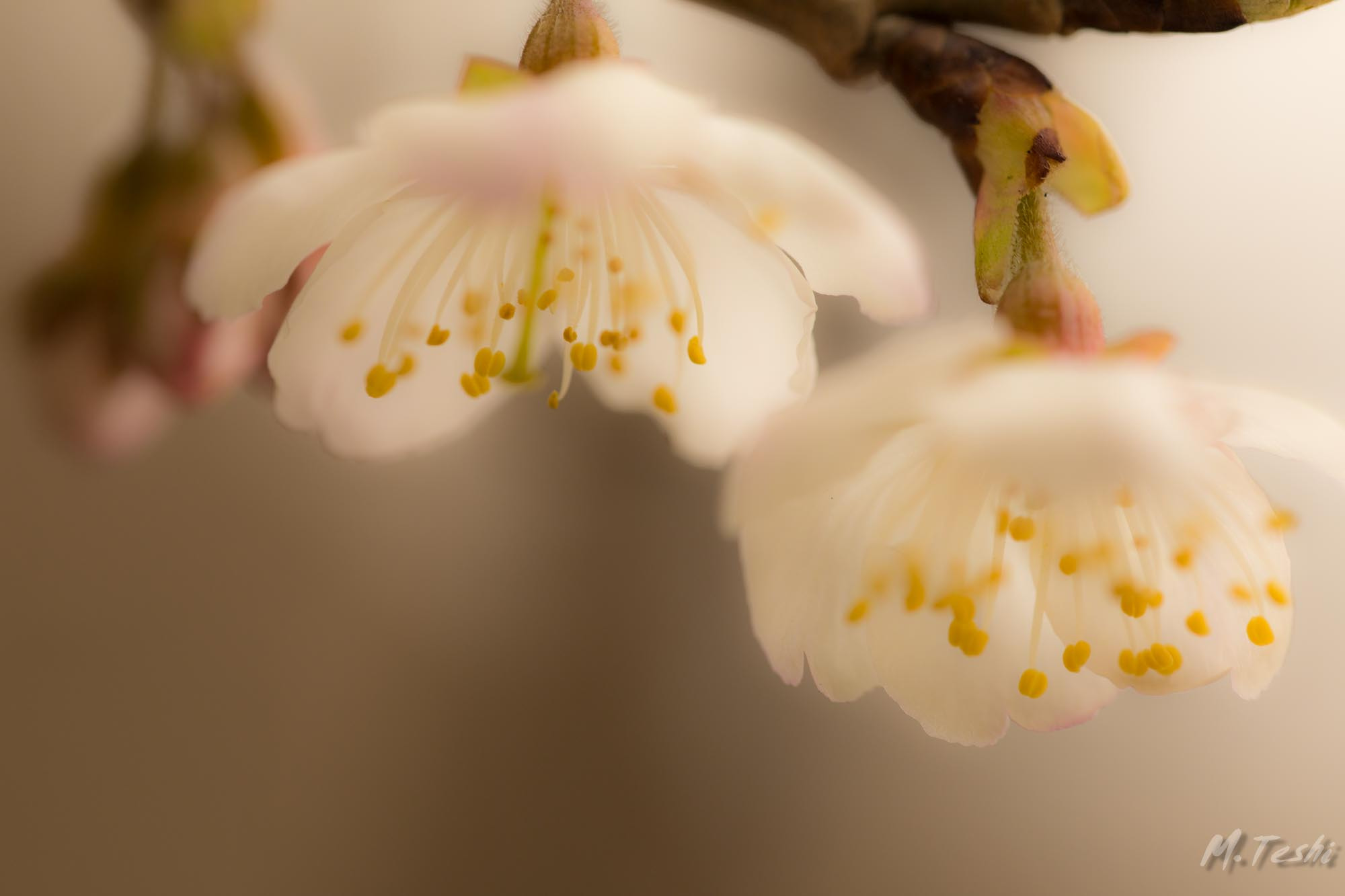Sigma 150mm f/2.8 EX DG OS HSM APO Macro sample photo. Cherry blossoms 2017-2 photography