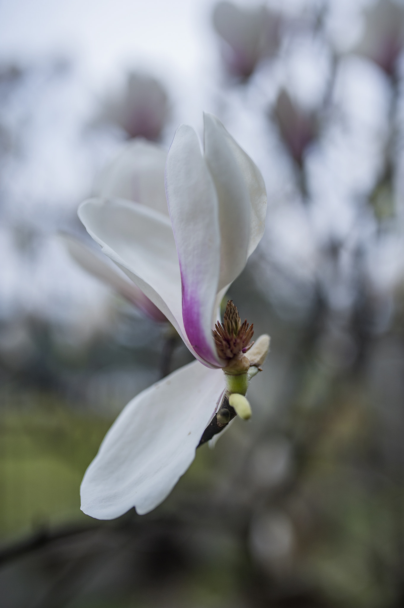Nikon D700 + Sigma 35mm F1.4 DG HSM Art sample photo
