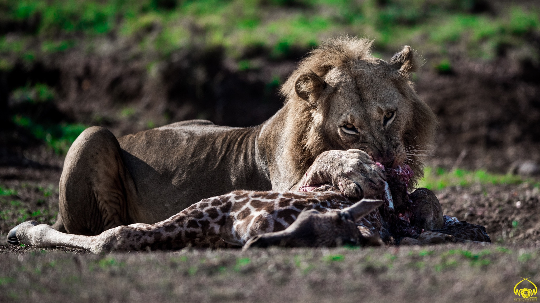 Canon EF 400mm F2.8L IS II USM sample photo. Prince sirua!!! photography