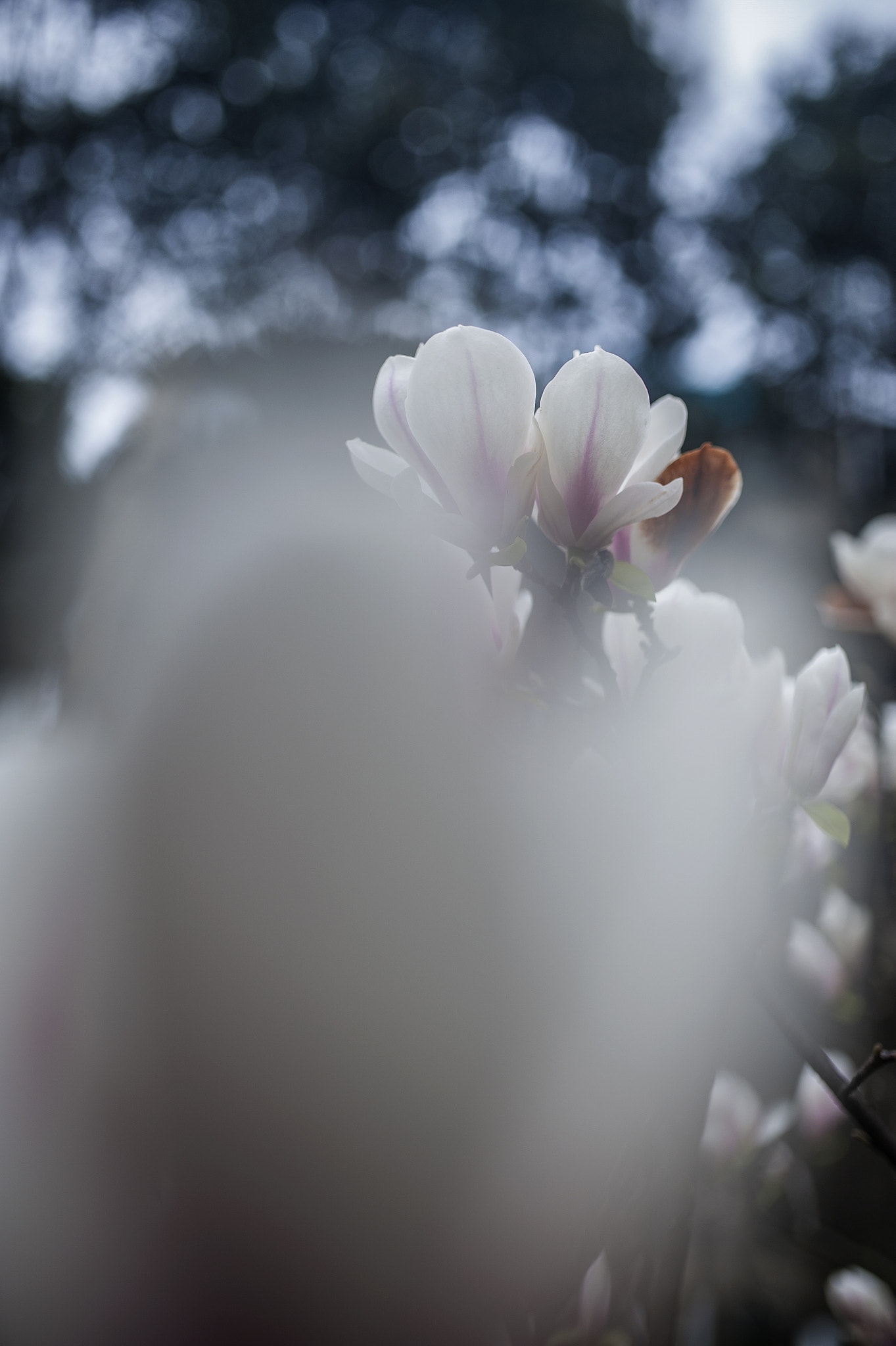 Nikon D700 + Sigma 35mm F1.4 DG HSM Art sample photo