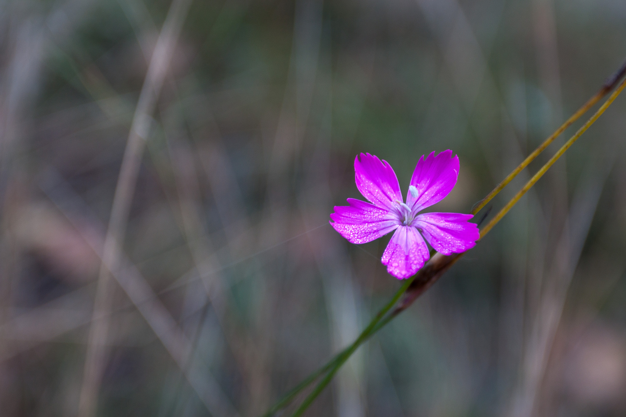 Canon EOS 500D (EOS Rebel T1i / EOS Kiss X3) sample photo. October flower photography