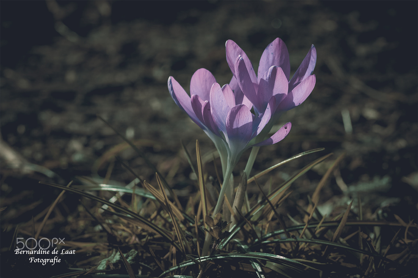 Nikon D7100 + Tamron SP 90mm F2.8 Di VC USD 1:1 Macro (F004) sample photo. Early spring flowers photography