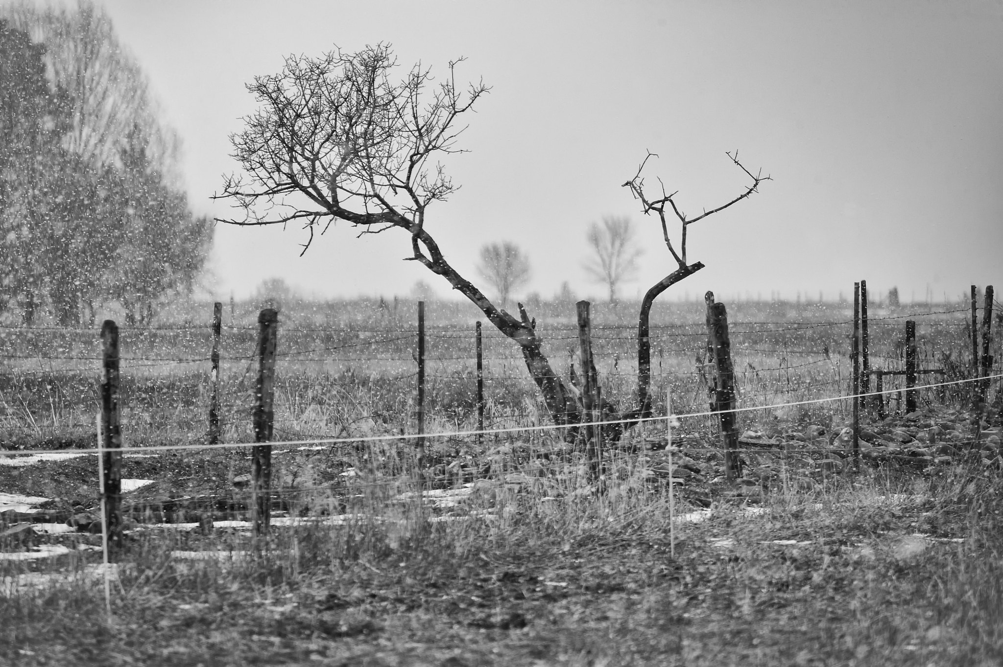 Nikon D3 sample photo. Snowfall photography