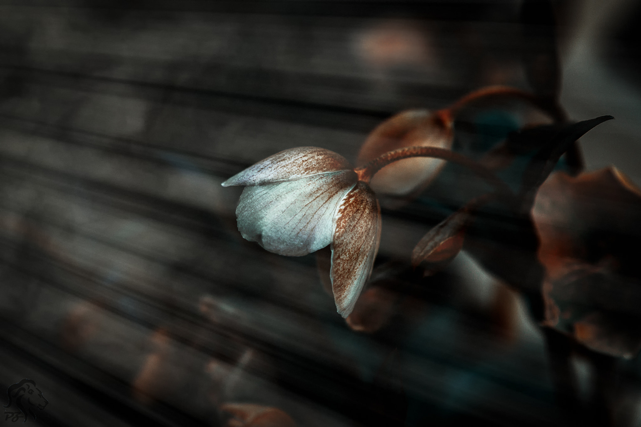 Tamron SP 24-70mm F2.8 Di VC USD sample photo. "turn your face to the sun and the shadows fall be photography