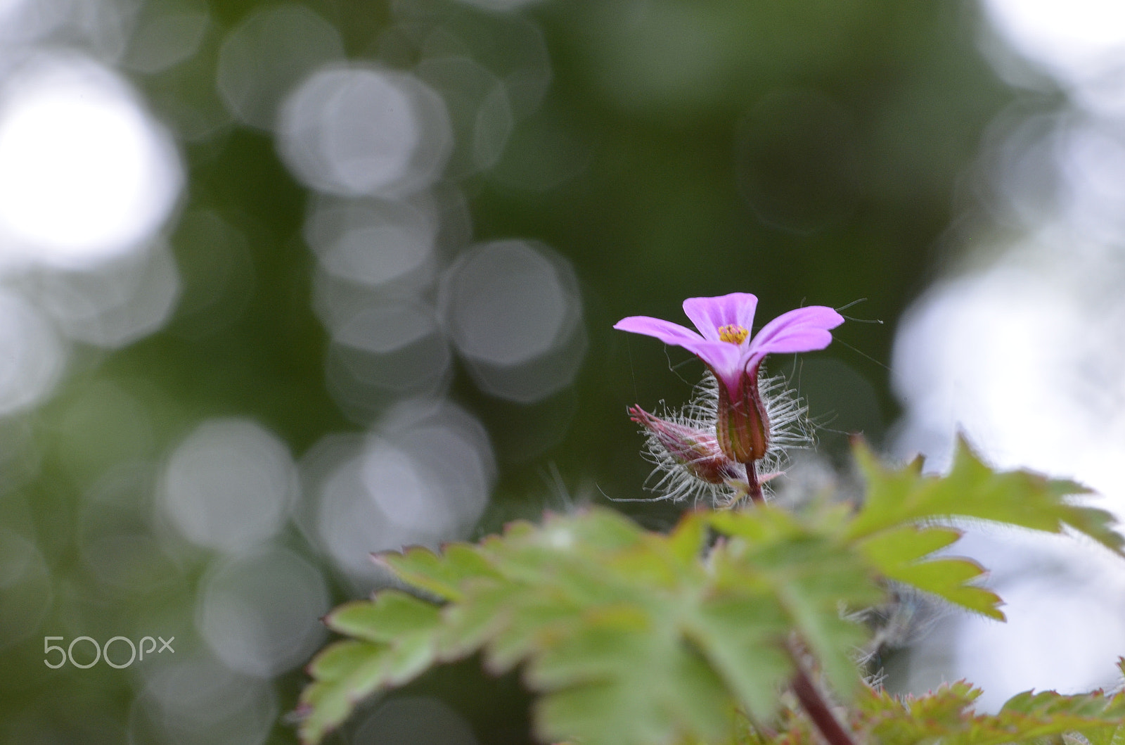Sigma 105mm F2.8 EX DG OS HSM sample photo. Dsc photography