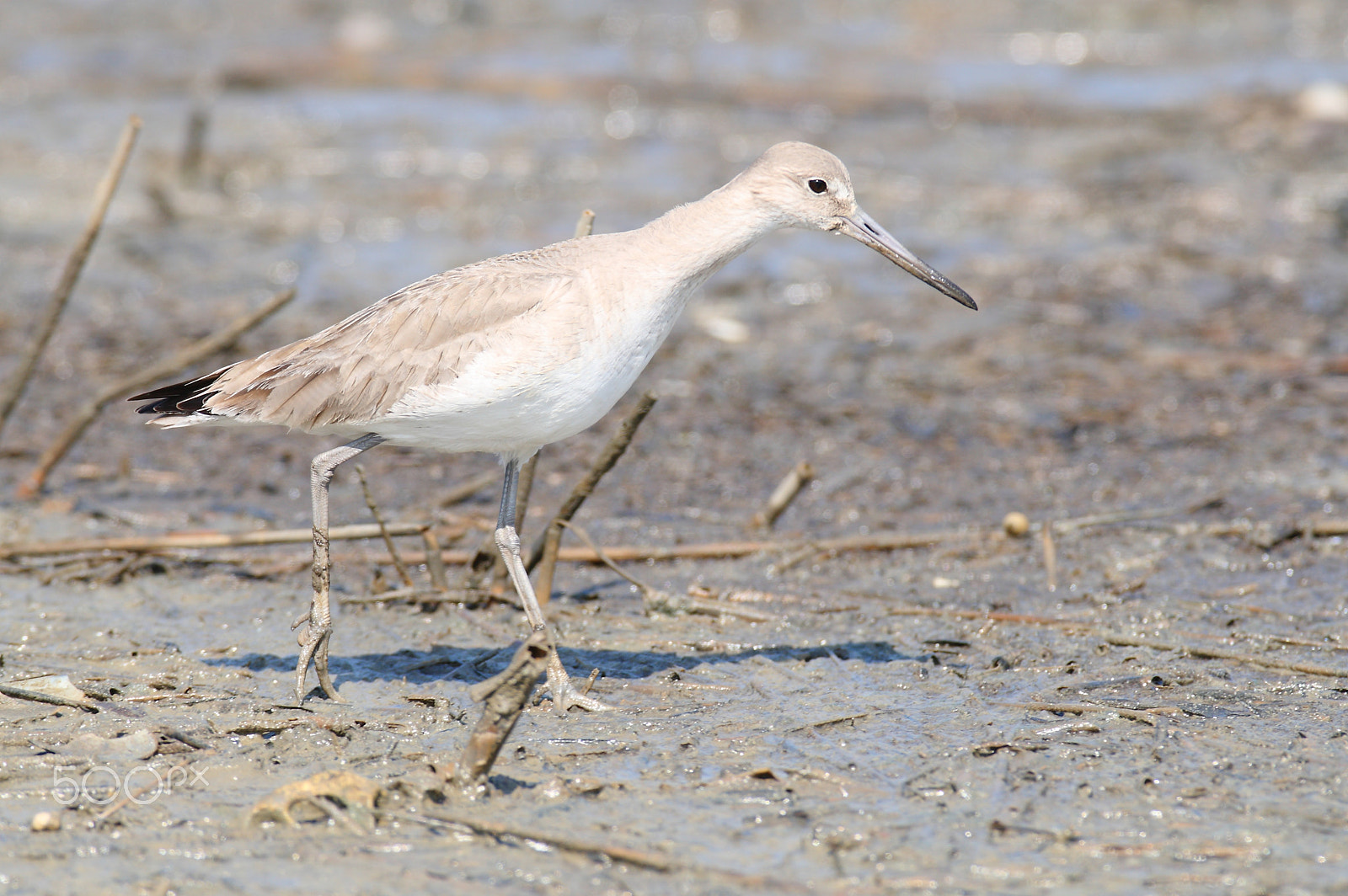 Canon EOS 400D (EOS Digital Rebel XTi / EOS Kiss Digital X) sample photo. Willet walking on mud photography