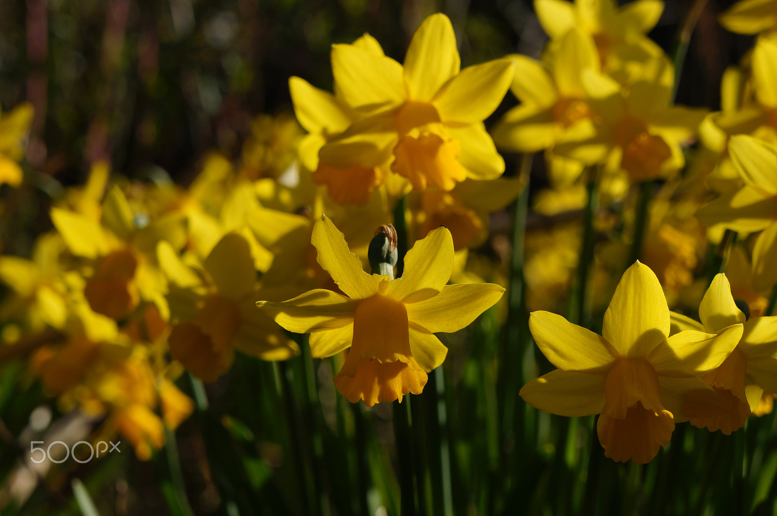 Sony E 18-55mm F3.5-5.6 OSS sample photo. Daffodils photography