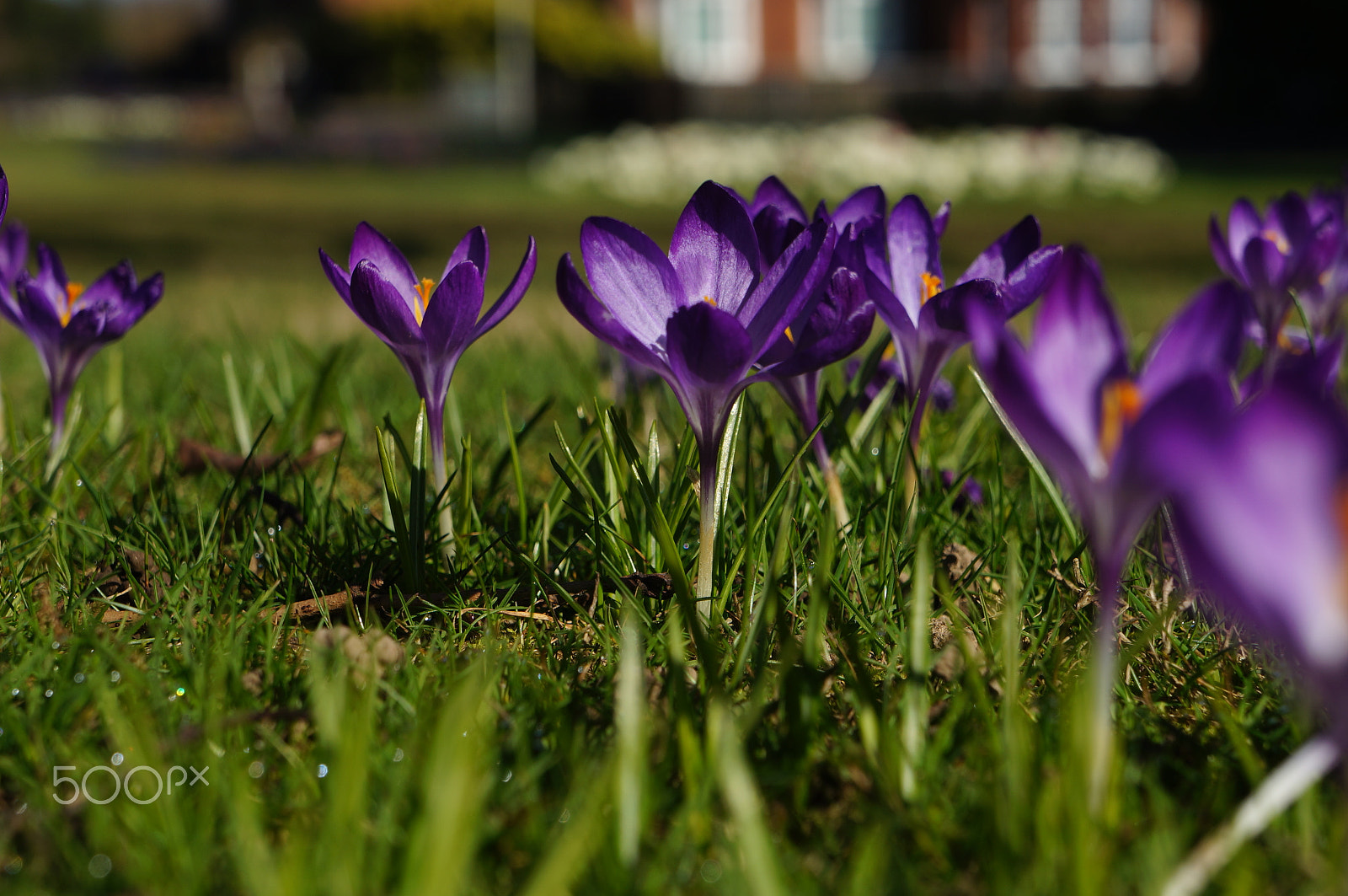 Sony E 18-55mm F3.5-5.6 OSS sample photo. Crocuses photography