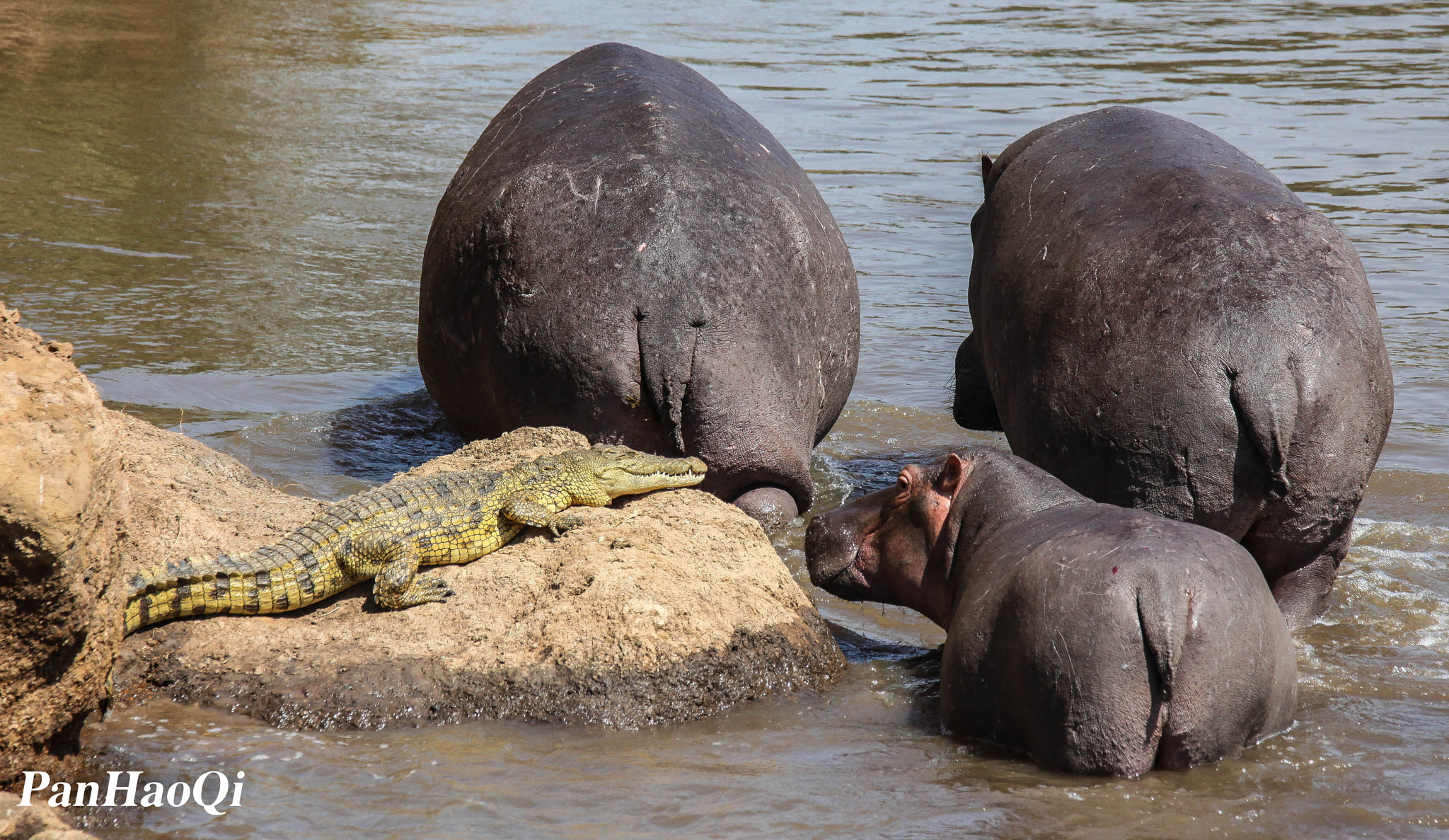Tamron SP 150-600mm F5-6.3 Di VC USD sample photo. Hippos family photography