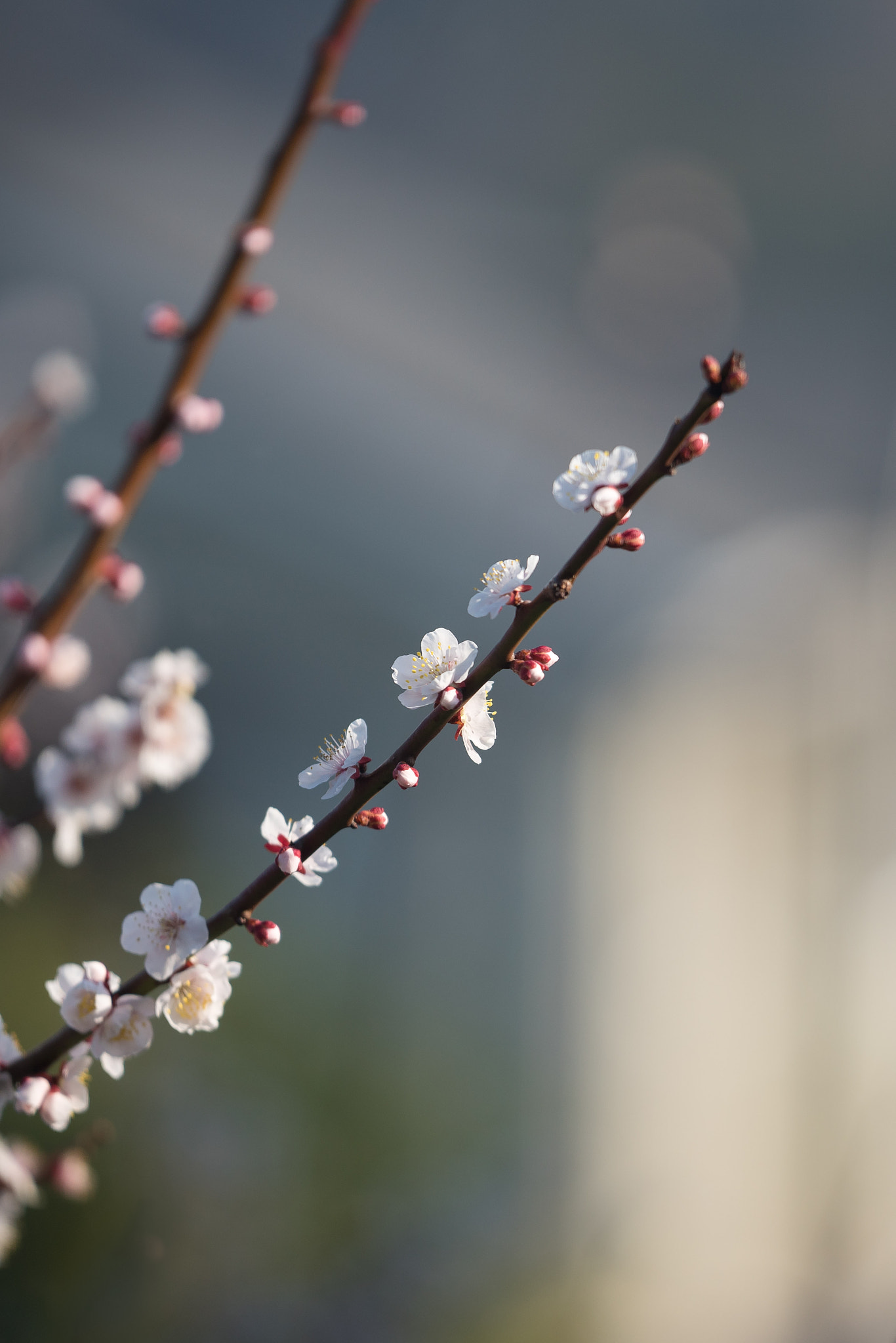 Sony a7R II + Sony FE 70-200mm F2.8 GM OSS sample photo. Plum blossom buds photography