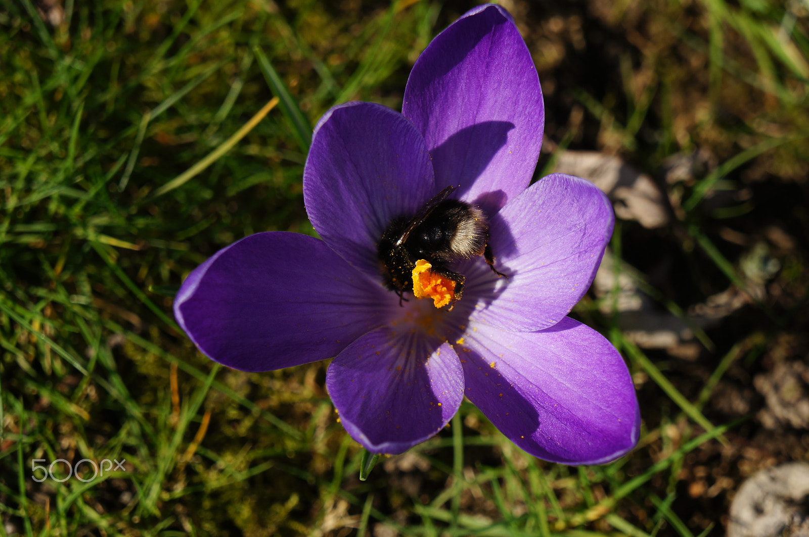 Sony E 18-55mm F3.5-5.6 OSS sample photo. Crocuses photography