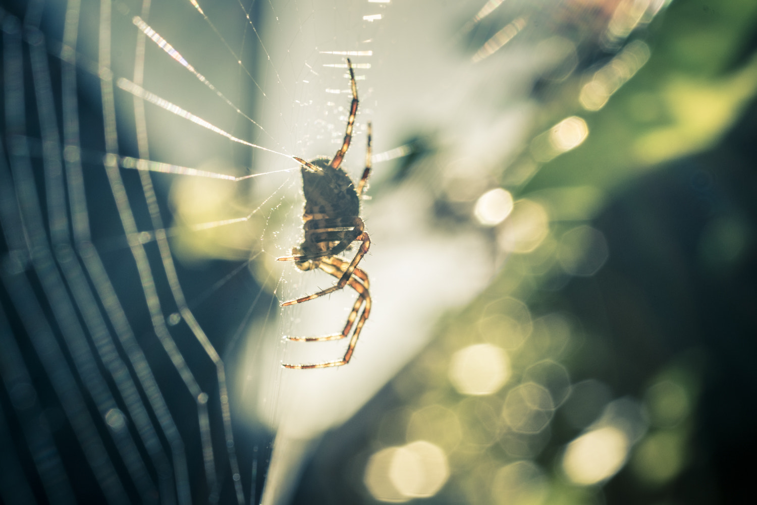 Nikon AF-S DX Micro Nikkor 40mm F2.8 sample photo. Spider photography