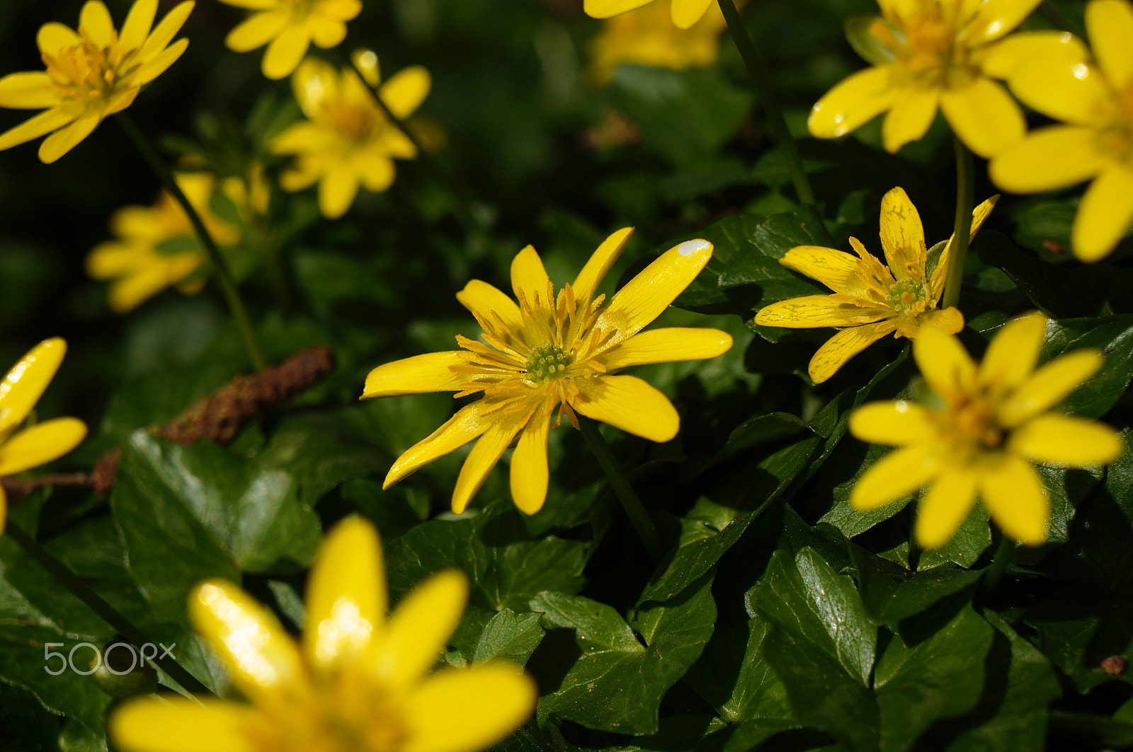 Sony E 18-55mm F3.5-5.6 OSS sample photo. Lesser celendine photography