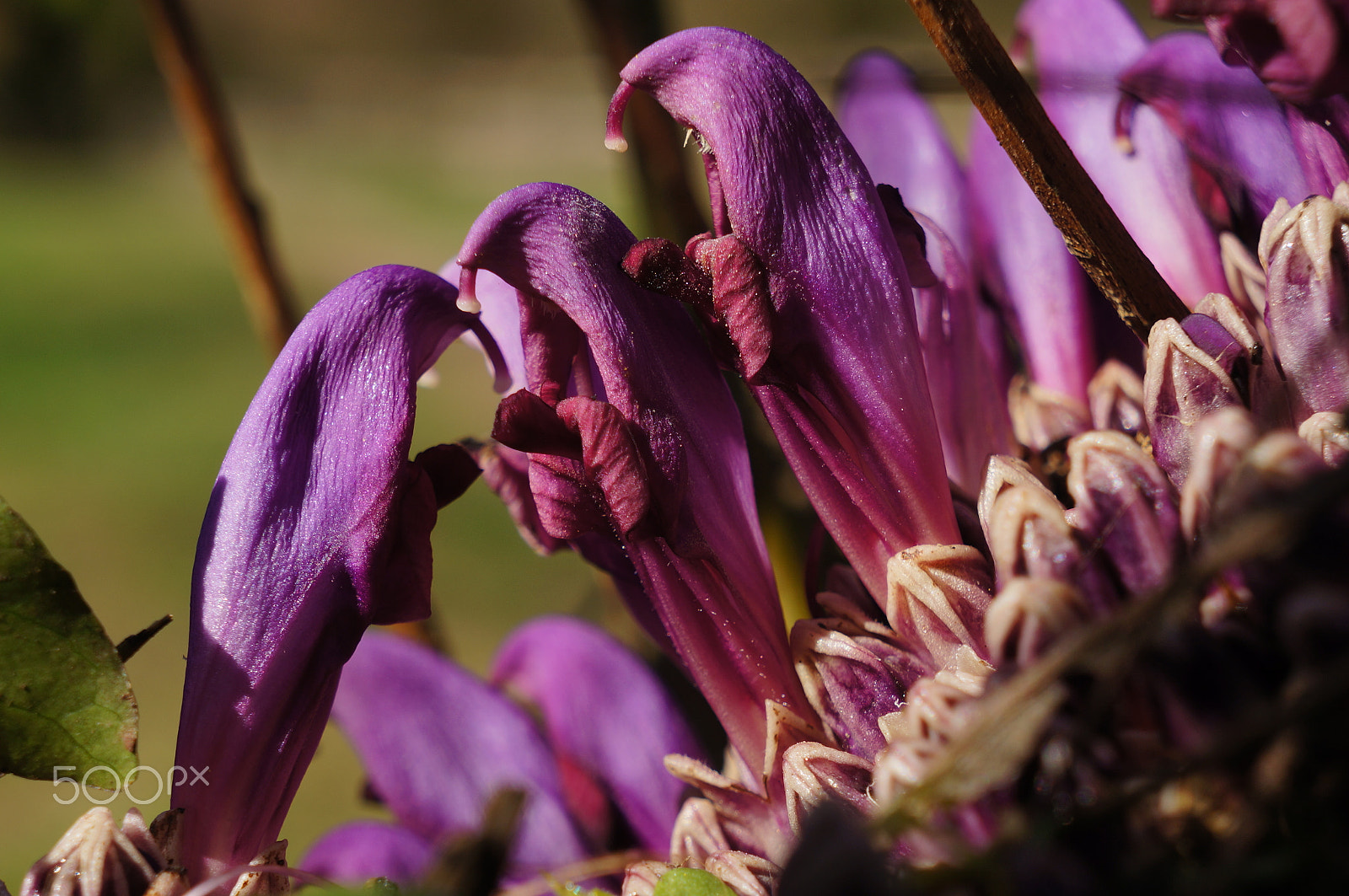 Sony E 18-55mm F3.5-5.6 OSS sample photo. Purple toothwort photography