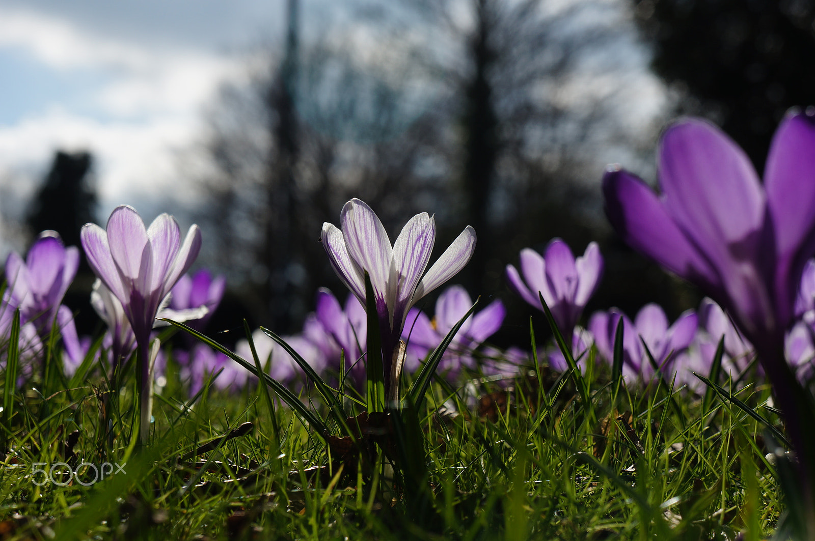 Sony E 18-55mm F3.5-5.6 OSS sample photo. Crocuses photography