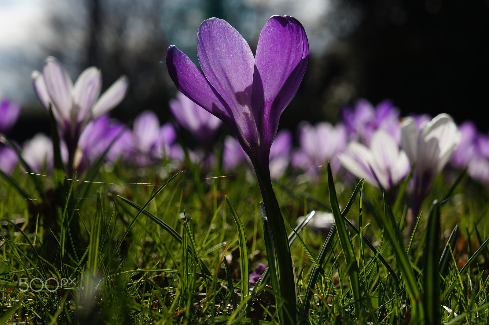 Sony E 18-55mm F3.5-5.6 OSS sample photo. Crocuses photography