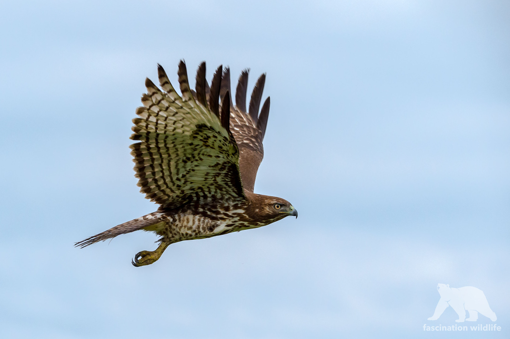 Nikon D4S sample photo. Red tailed hawk photography