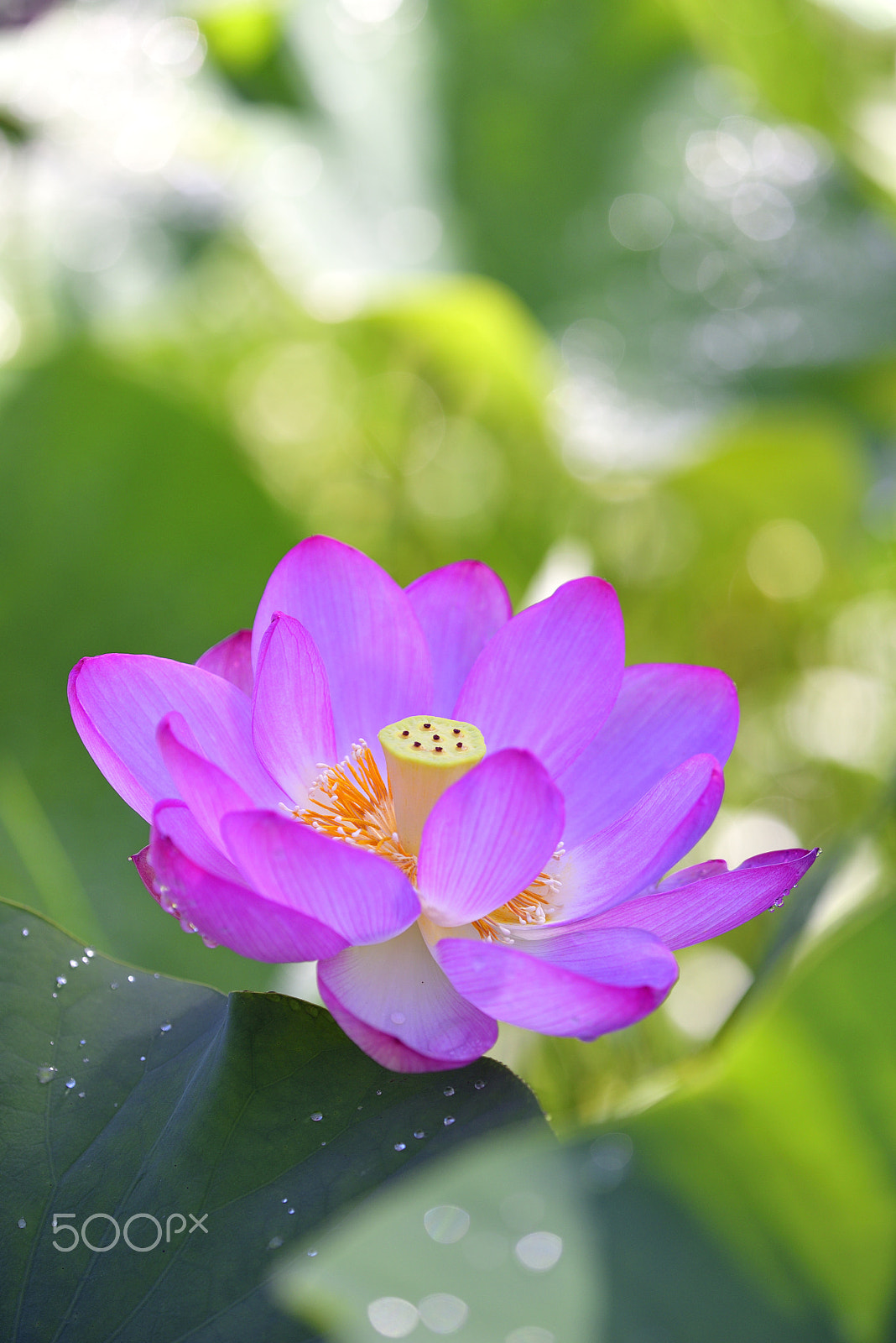 Tamron SP AF 180mm F3.5 Di LD (IF) Macro sample photo. After the rain photography