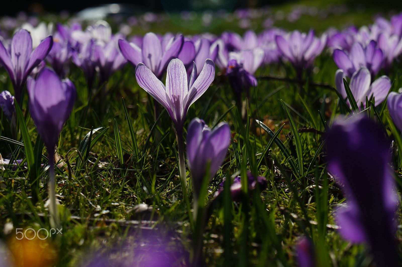 Sony E 18-55mm F3.5-5.6 OSS sample photo. Crocuses photography