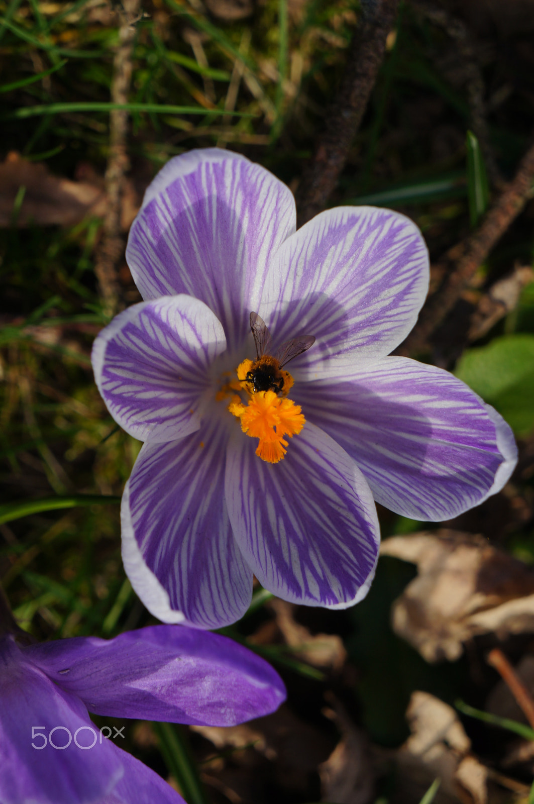 Sony E 18-55mm F3.5-5.6 OSS sample photo. Crocuses photography