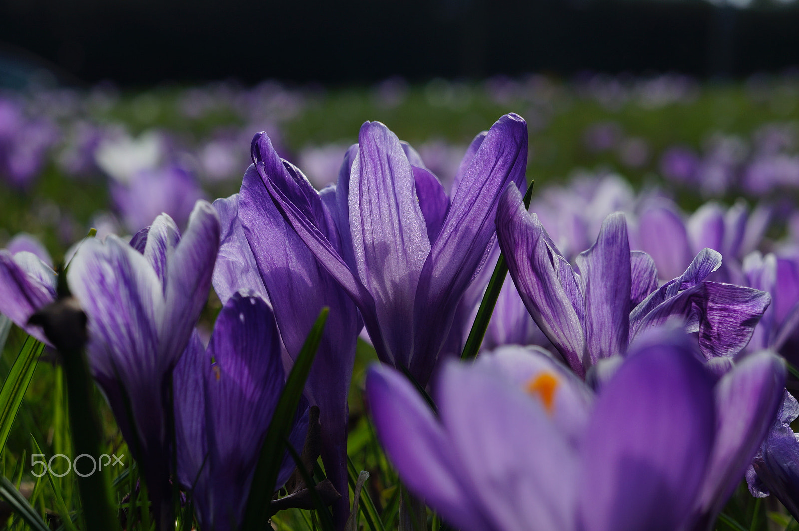 Sony E 18-55mm F3.5-5.6 OSS sample photo. Crocuses photography