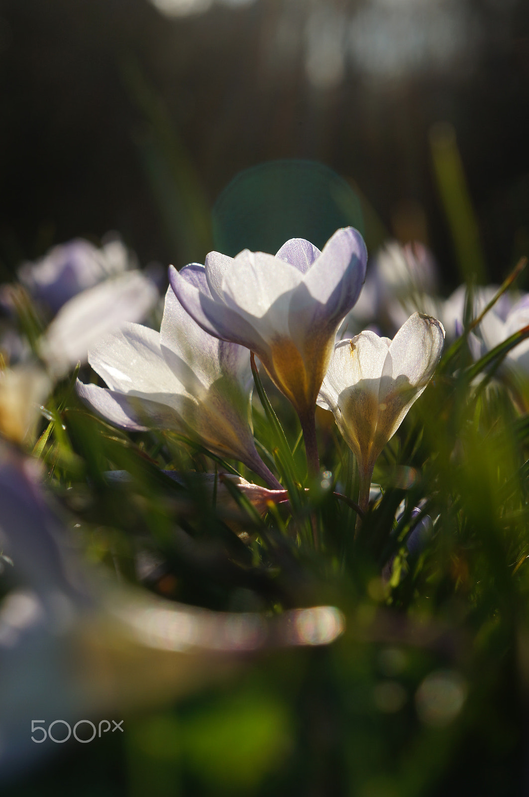 Sony E 18-55mm F3.5-5.6 OSS sample photo. Crocuses photography