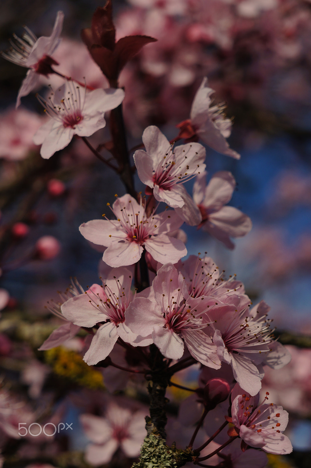 Sony E 18-55mm F3.5-5.6 OSS sample photo. Ornamental cherry blossom photography