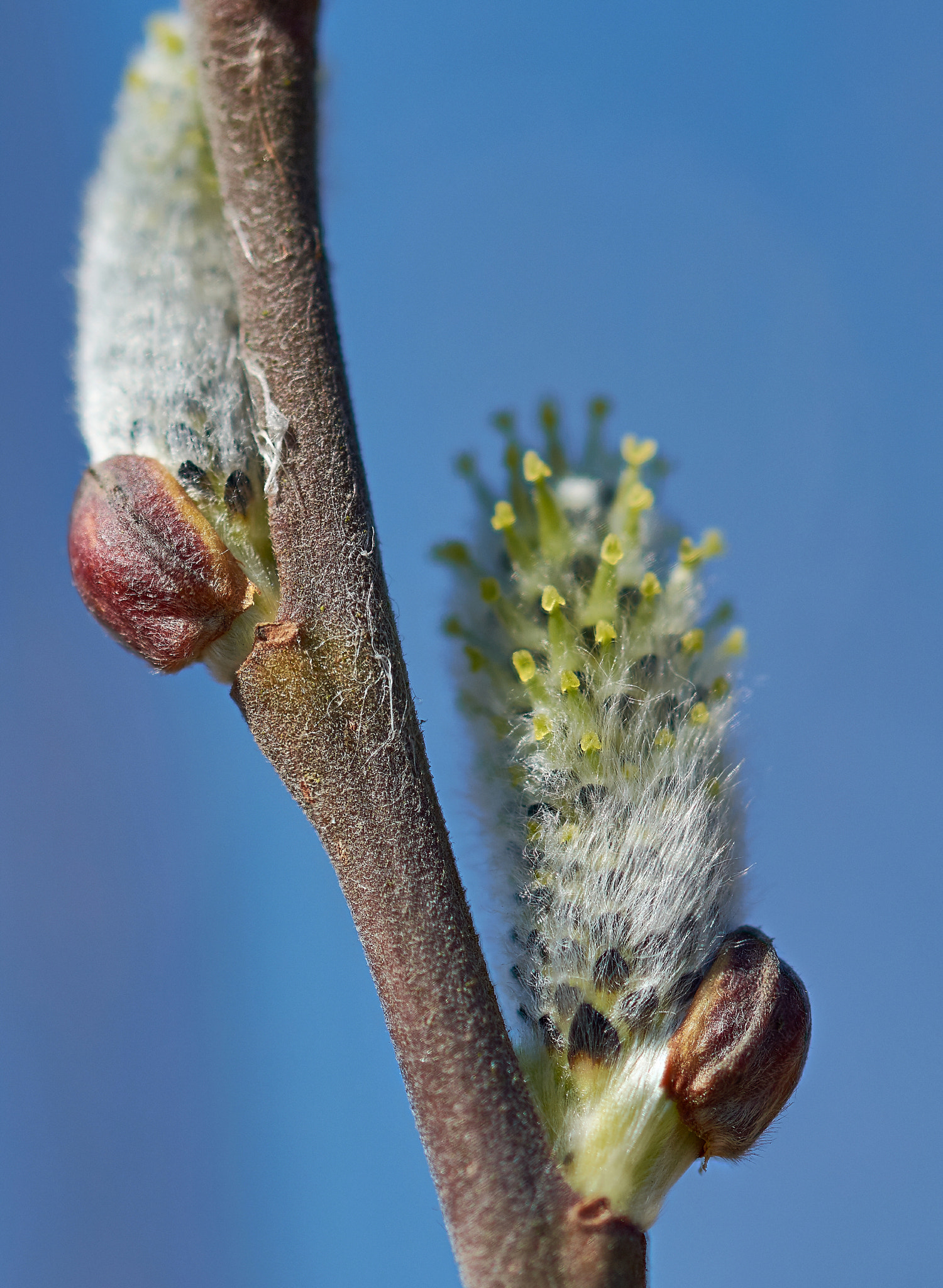 Sigma 105mm F2.8 EX DG OS HSM sample photo. (salix) pussy willow photography