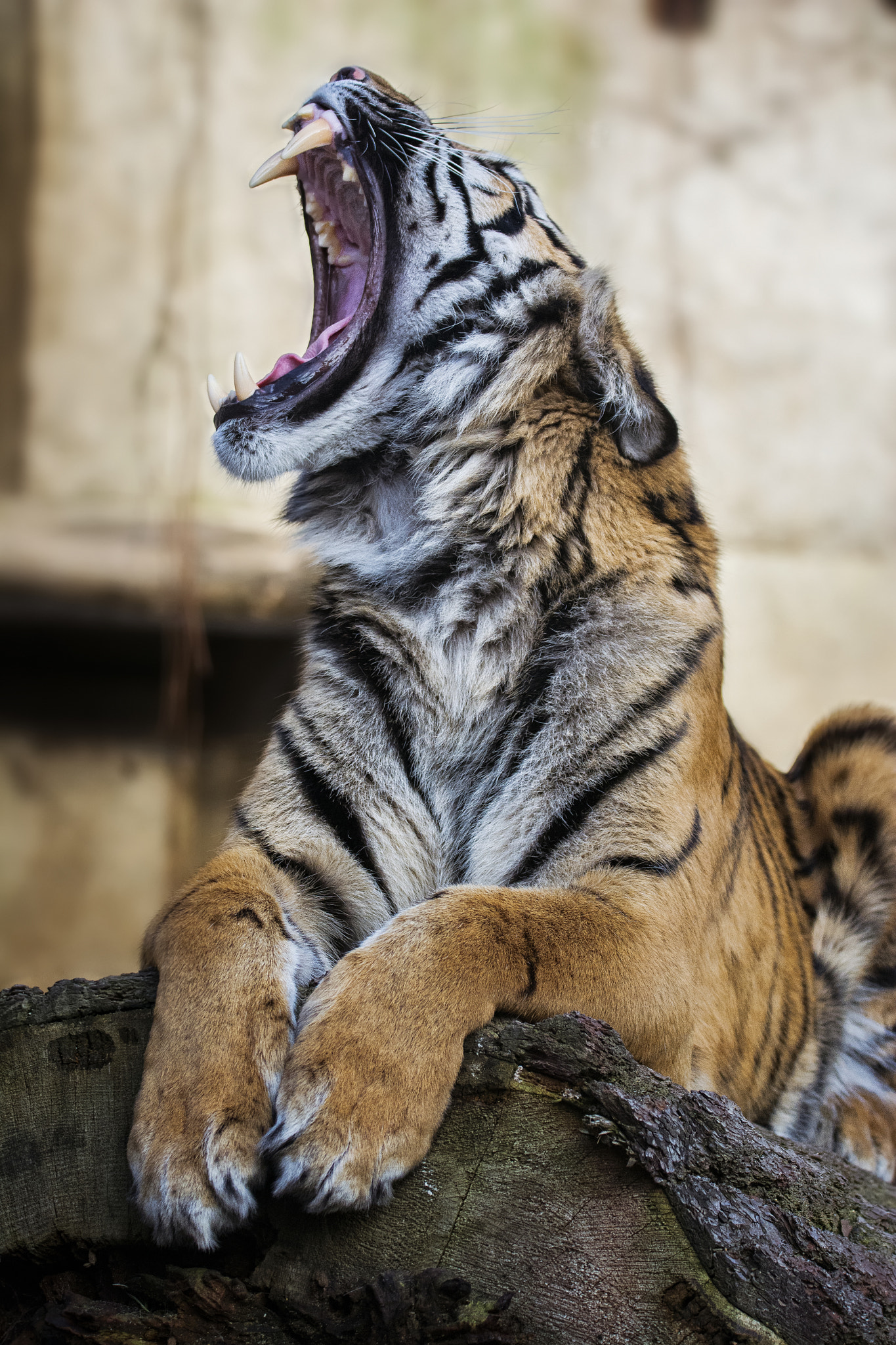 Sigma 150-600mm F5-6.3 DG OS HSM | S sample photo. Sumatran tiger photography