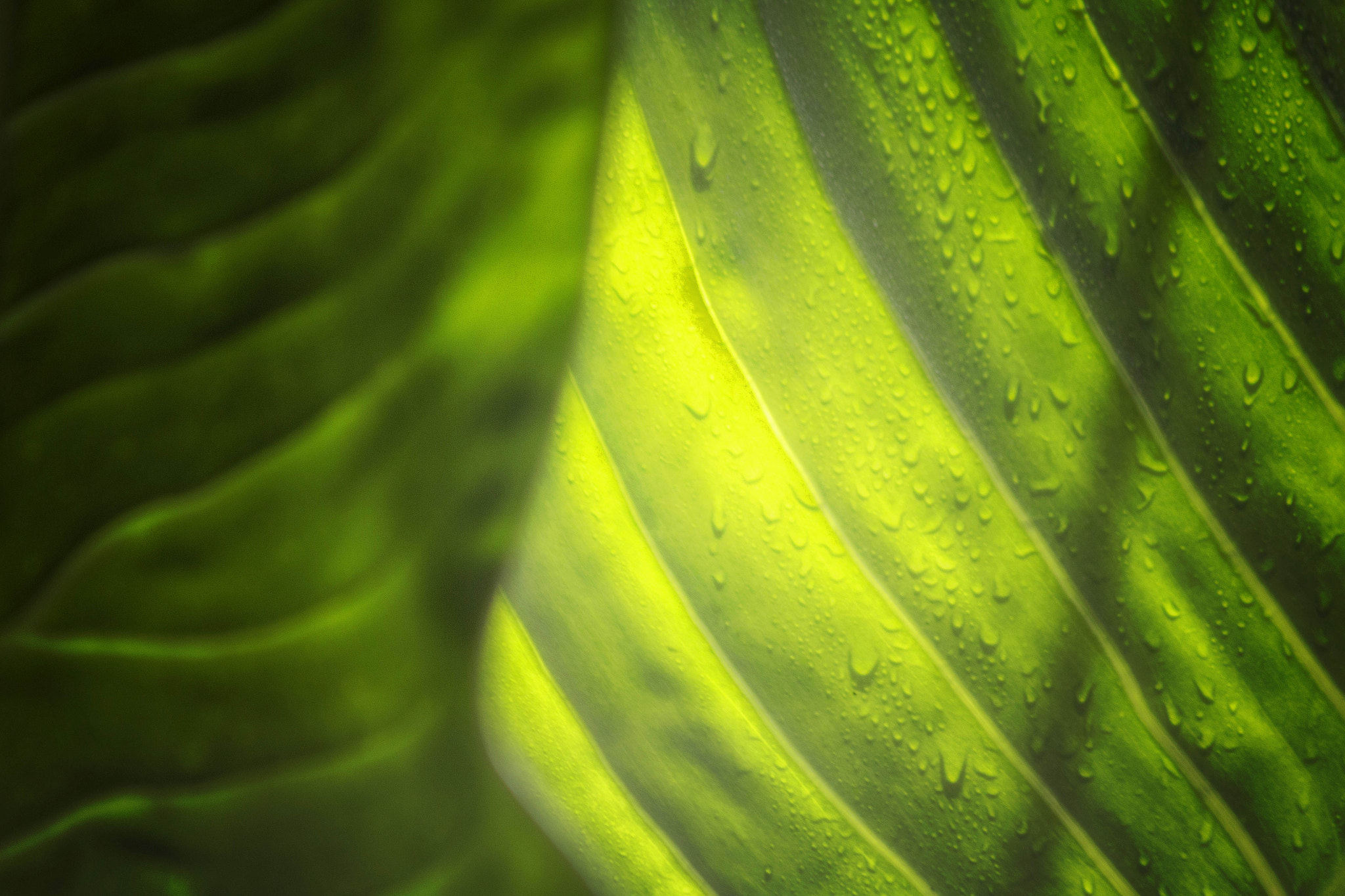 Canon EOS 60D + EF75-300mm f/4-5.6 sample photo. Green photography