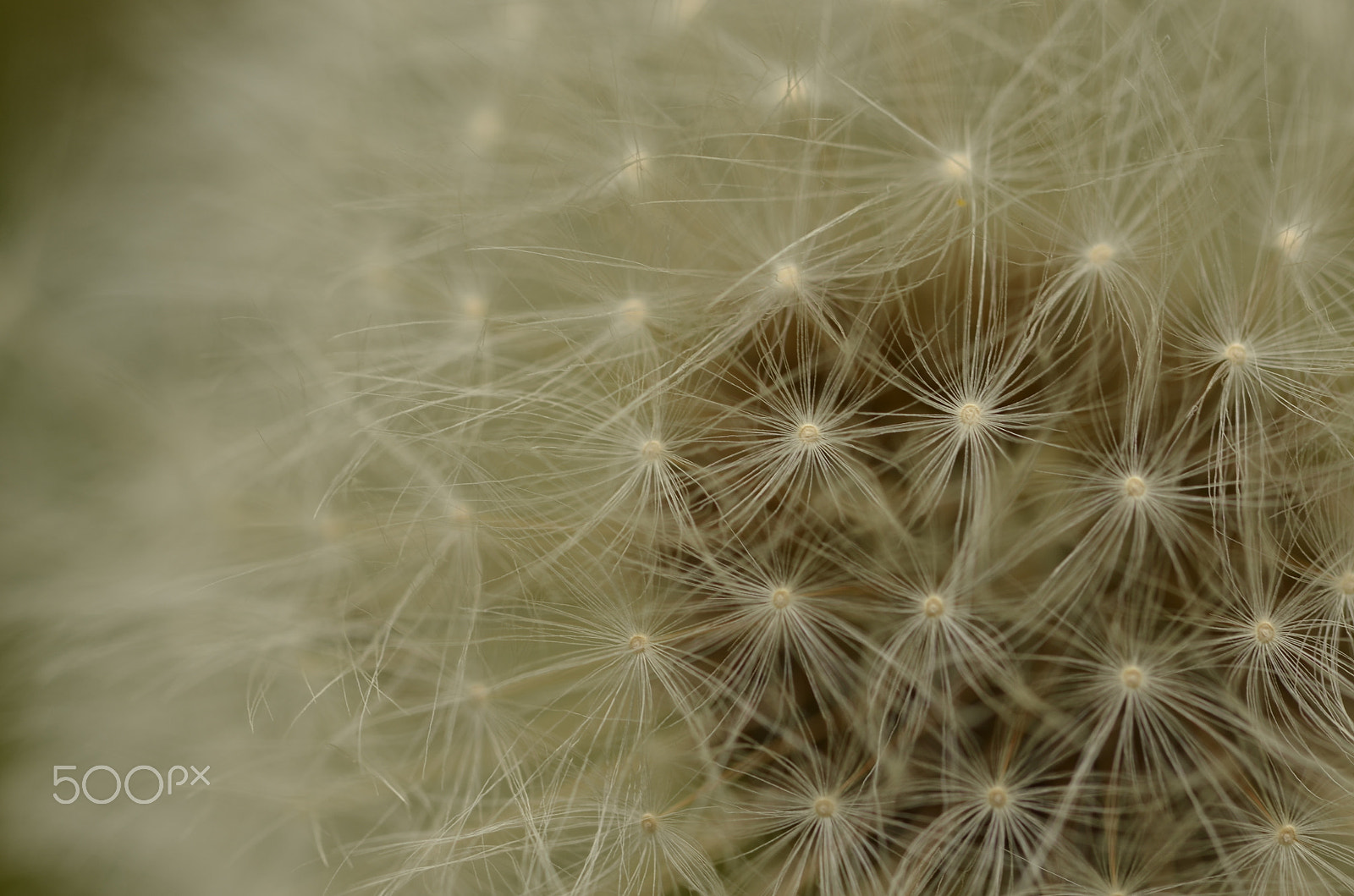 Sigma 105mm F2.8 EX DG OS HSM sample photo. () photography