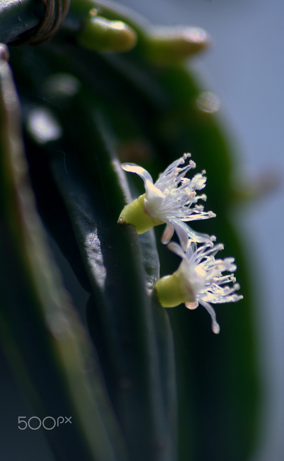 Sigma 70-300mm F4-5.6 APO DG Macro sample photo. Rhipsalis pentaptera flower photography