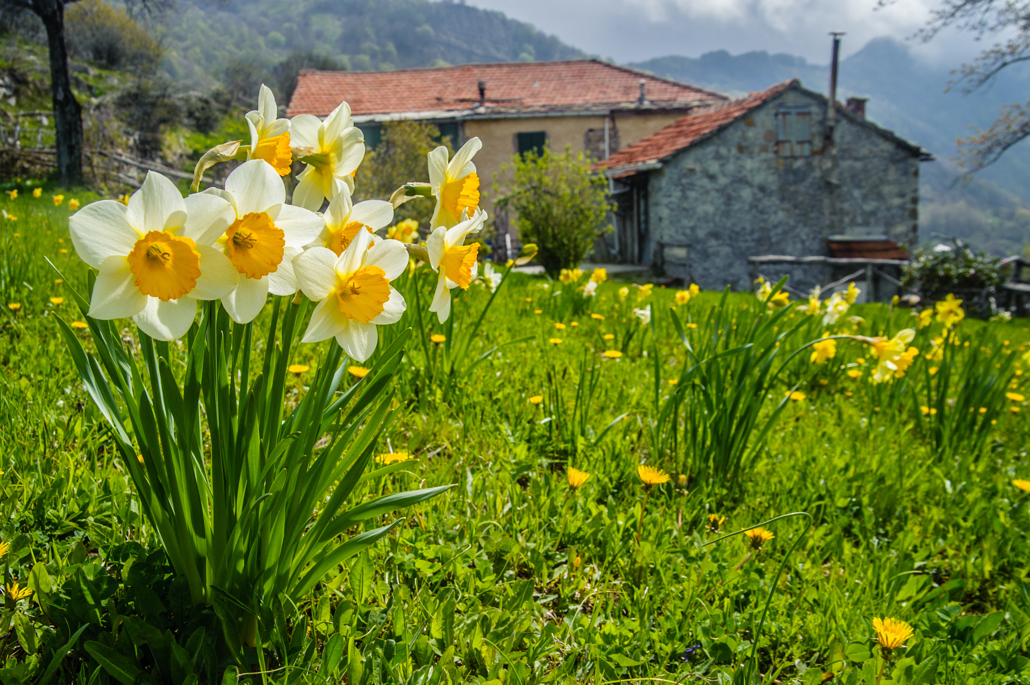 Nikon D700 sample photo. Rush daffodil blooming photography