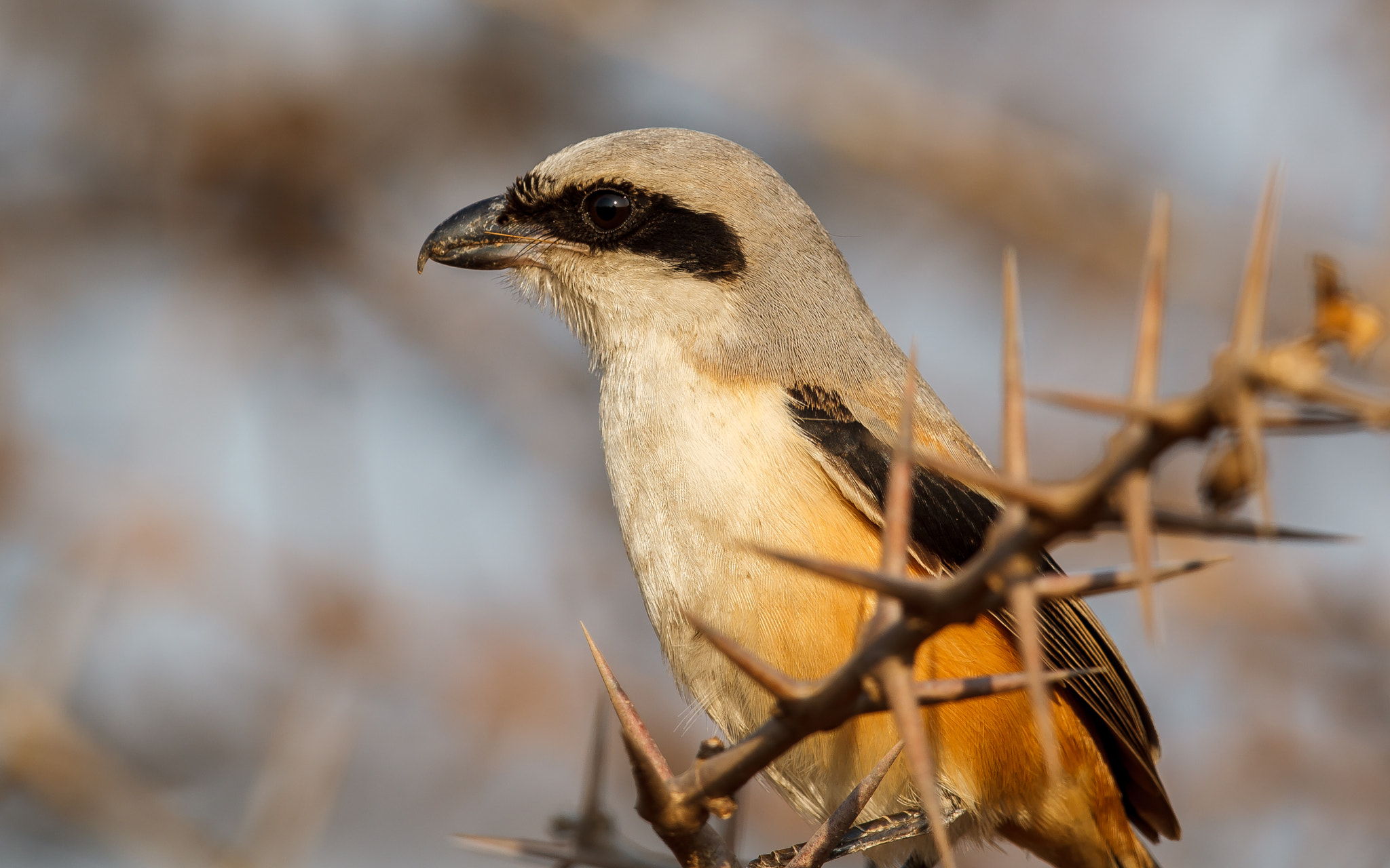 Canon EOS-1D Mark IV sample photo. Long-tailed shrike up close photography