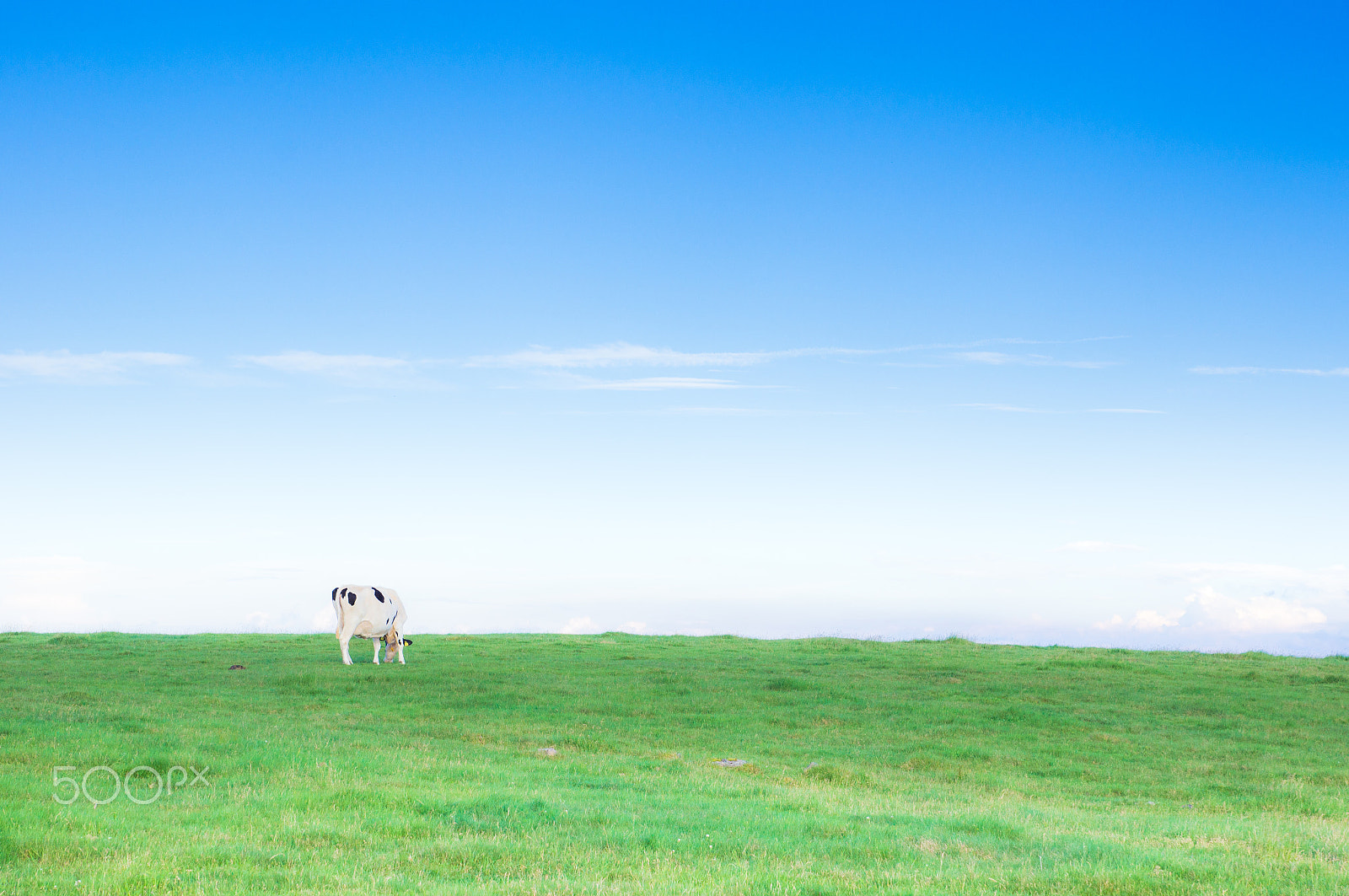 Sony SLT-A55 (SLT-A55V) sample photo. Cow of plateau photography